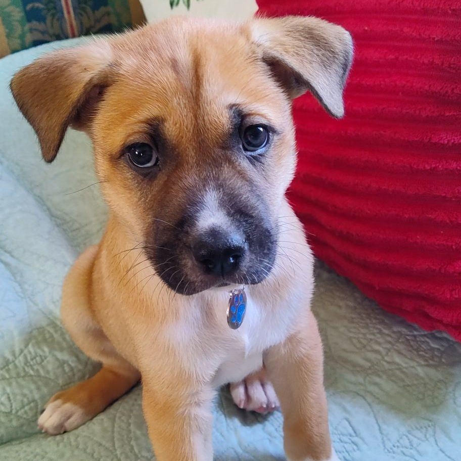 Chip, a ADOPTABLE Shepherd in Watertown, WI image 1/3