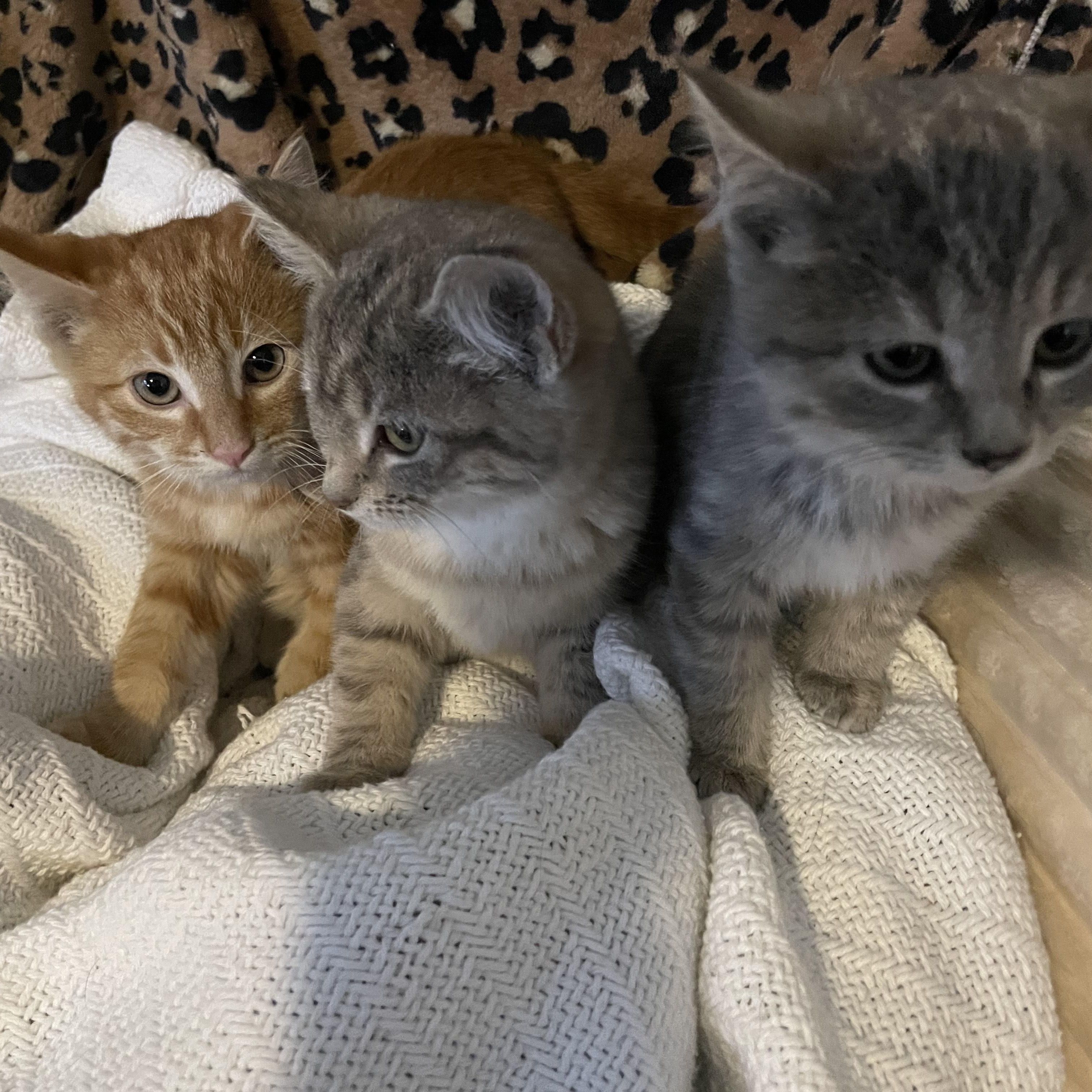 Courtesy Post - Please call owner directly, ADOPTABLE, Kitten Female American Shorthair.