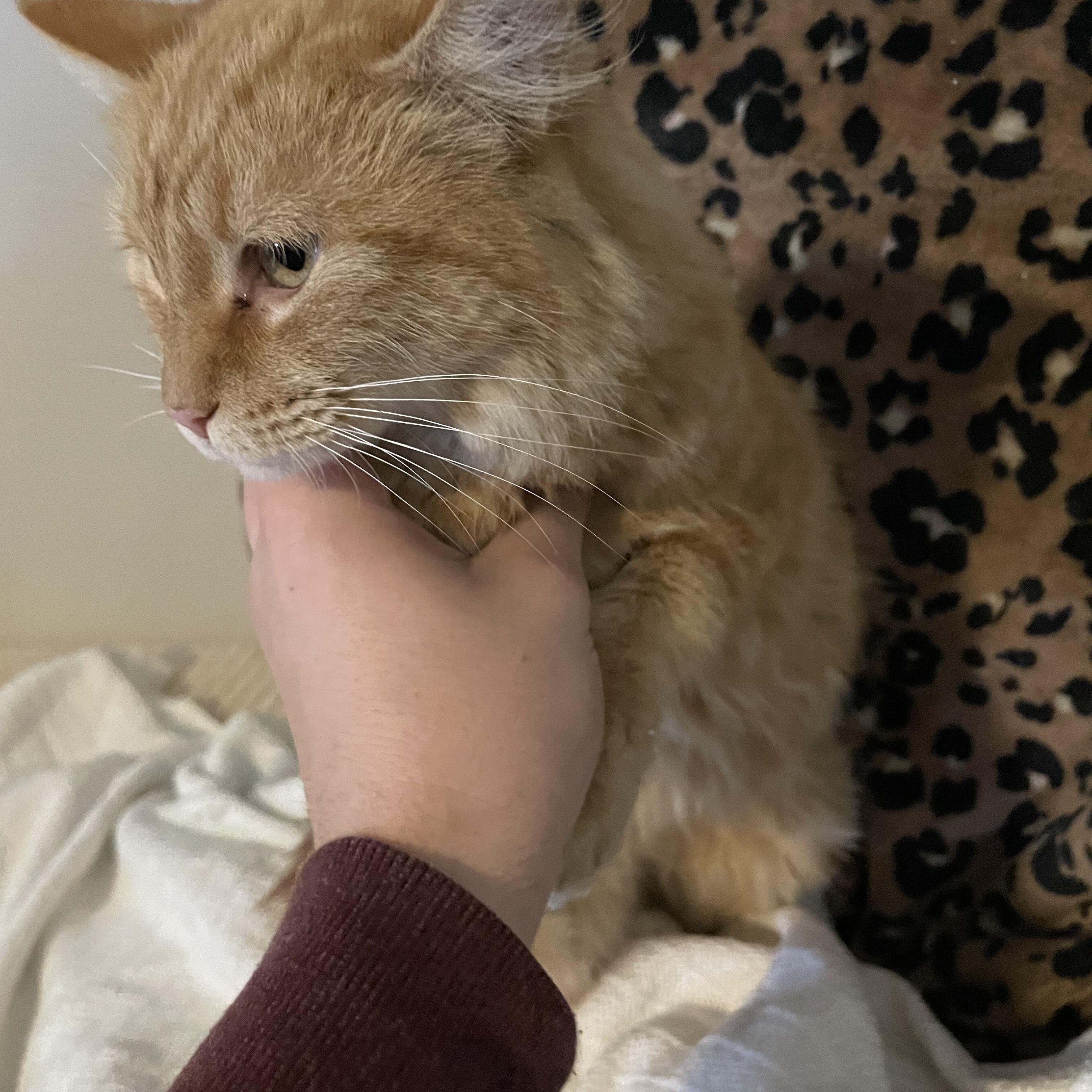 Enlarge Courtesy Post - Please call owner directly, a ADOPTABLE American Shorthair in Montrose, CO image 3/3