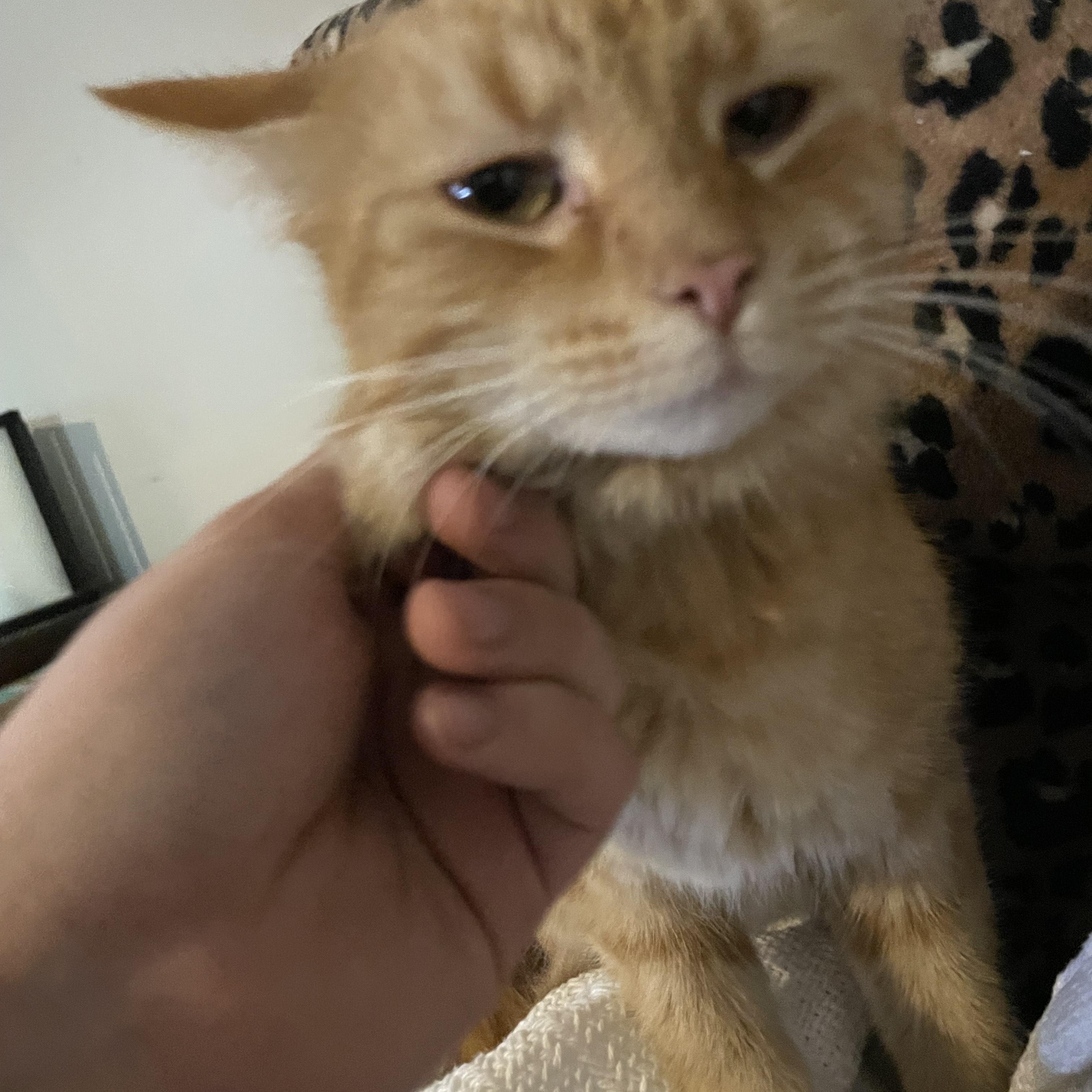 Enlarge Courtesy Post - Please call owner directly, a ADOPTABLE American Shorthair in Montrose, CO image 2/3