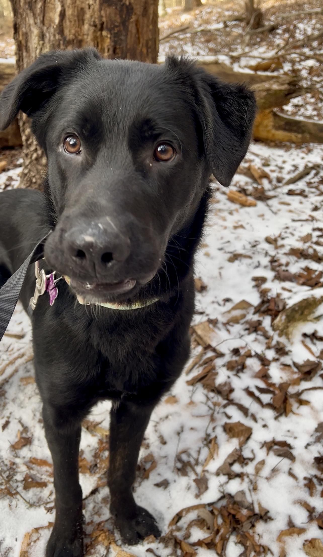 Enlarge SANDWICH, a ADOPTABLE mixed breed in Millerstown, PA image 4/6