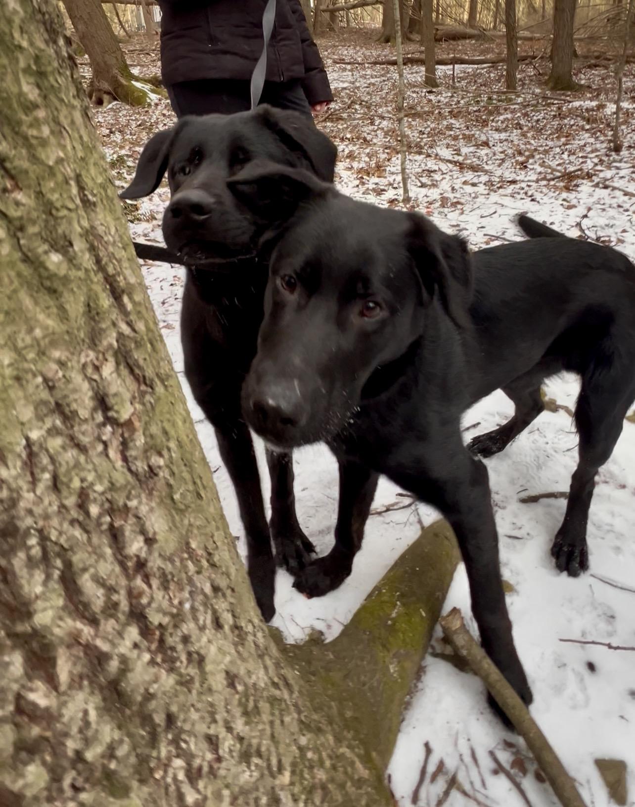 Enlarge SANDWICH, a ADOPTABLE mixed breed in Millerstown, PA image 3/6