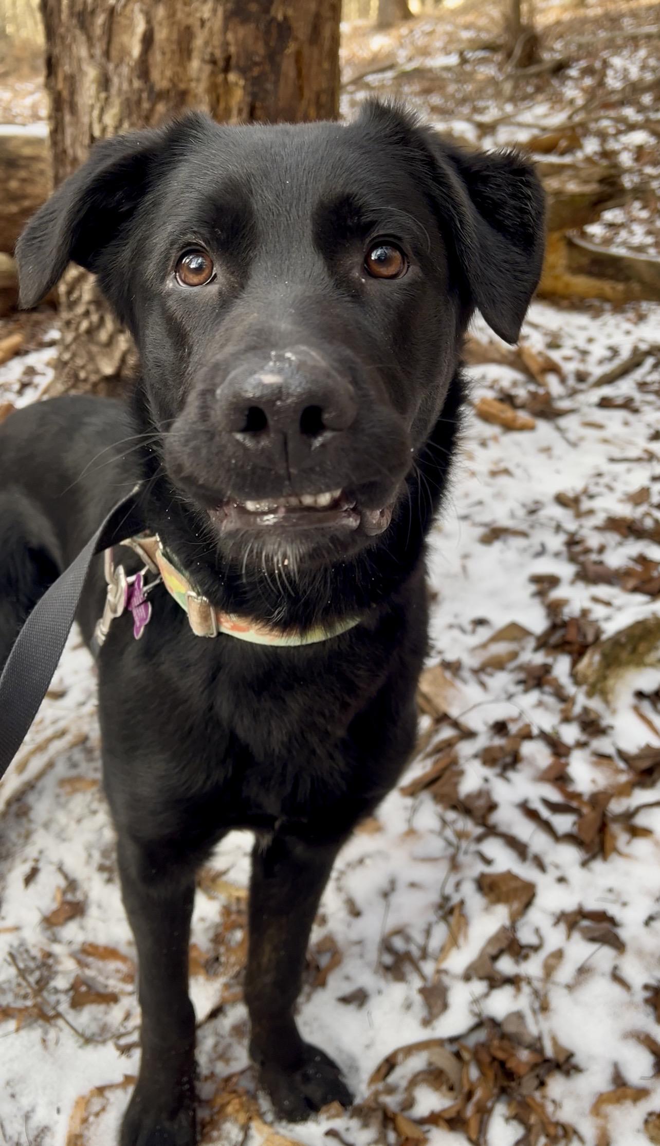 Enlarge SANDWICH, a ADOPTABLE mixed breed in Millerstown, PA image 6/6