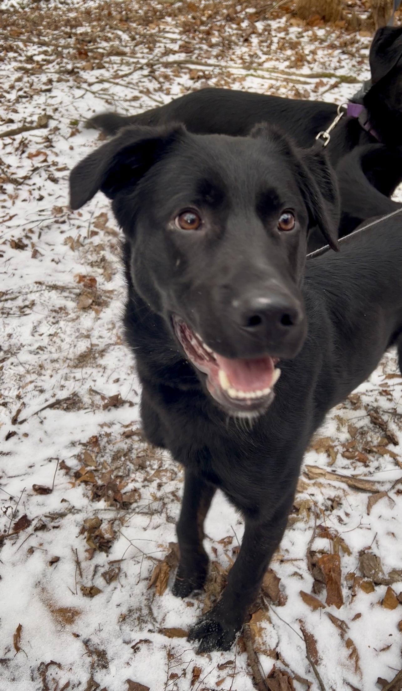 Enlarge SANDWICH, a ADOPTABLE mixed breed in Millerstown, PA image 1/6