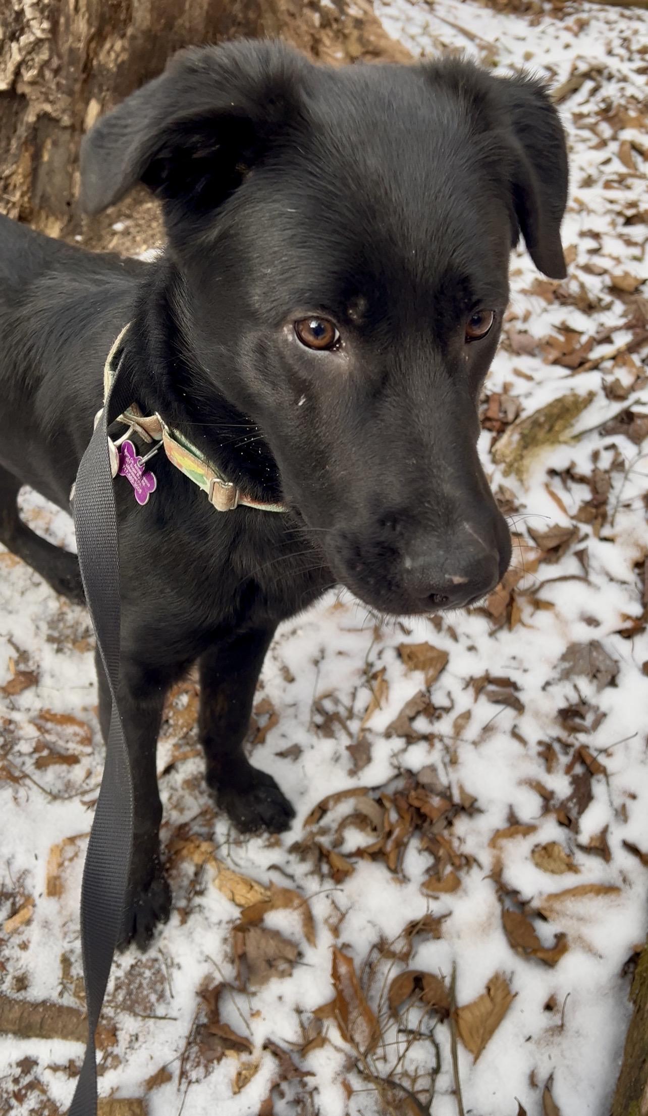 Enlarge SANDWICH, a ADOPTABLE mixed breed in Millerstown, PA image 5/6