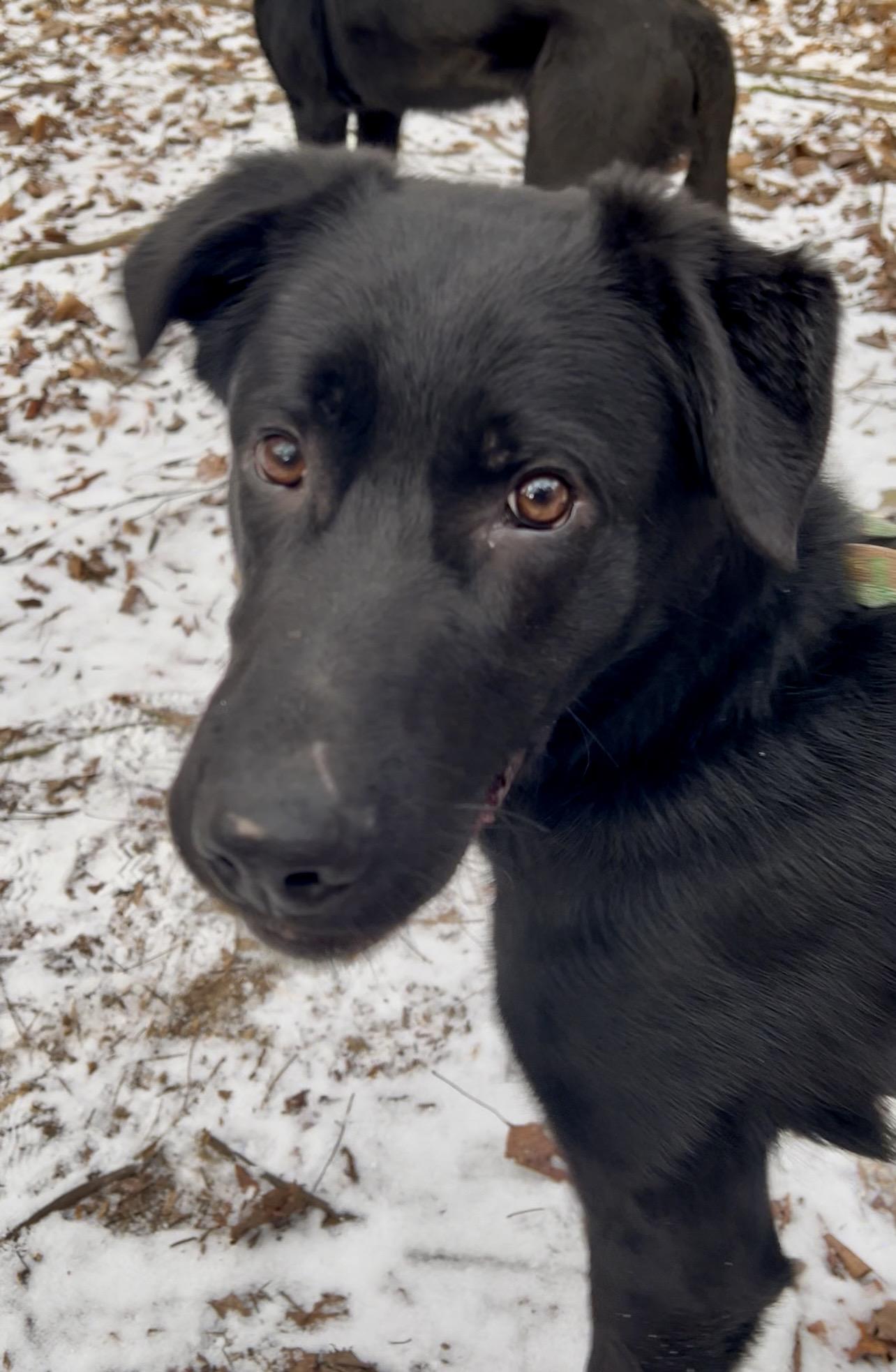 Enlarge SANDWICH, a ADOPTABLE mixed breed in Millerstown, PA image 2/6
