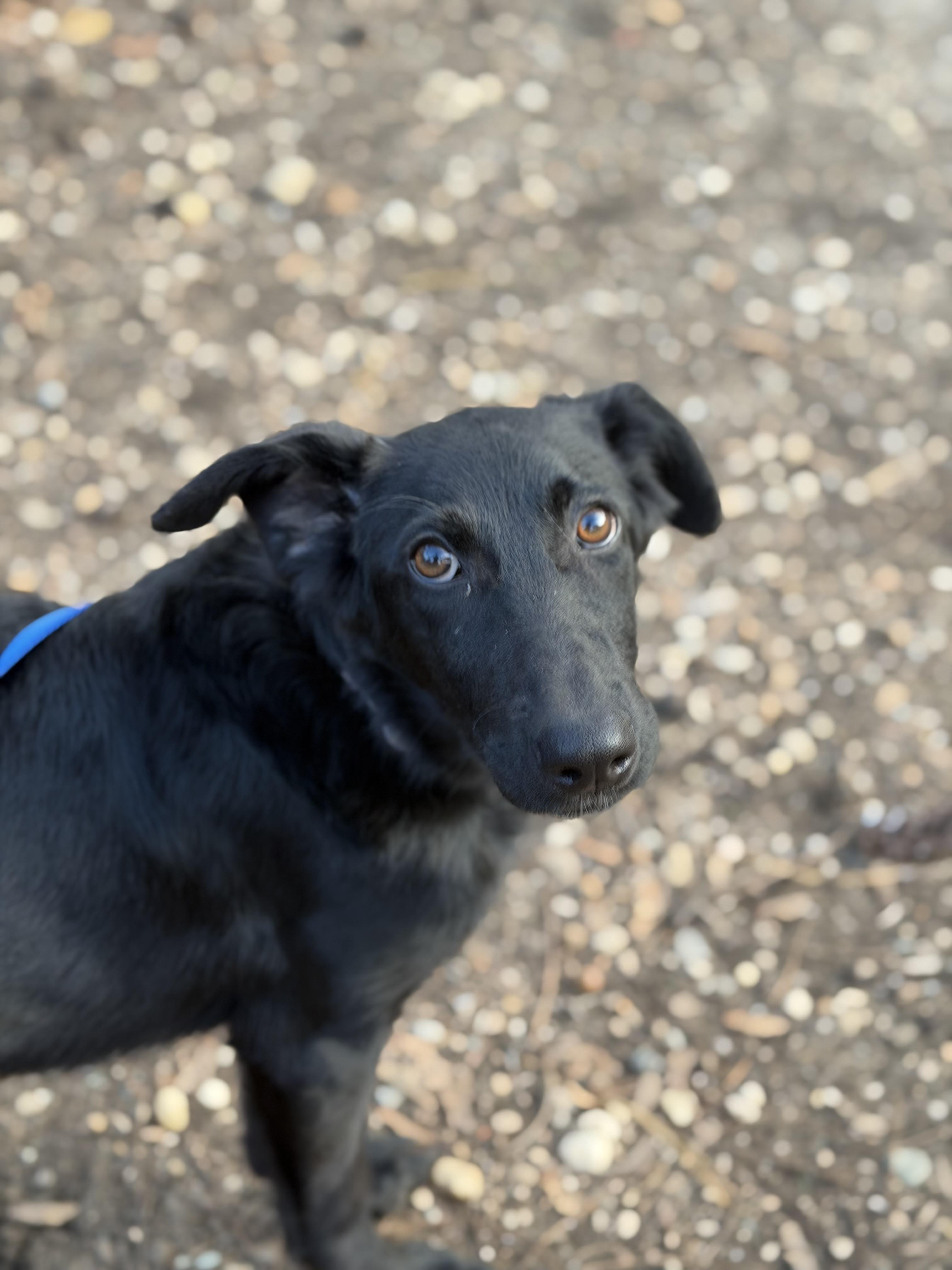 Enlarge Lorelai Love, a Adoptable mixed breed in Lindenhurst, NY image 2/2