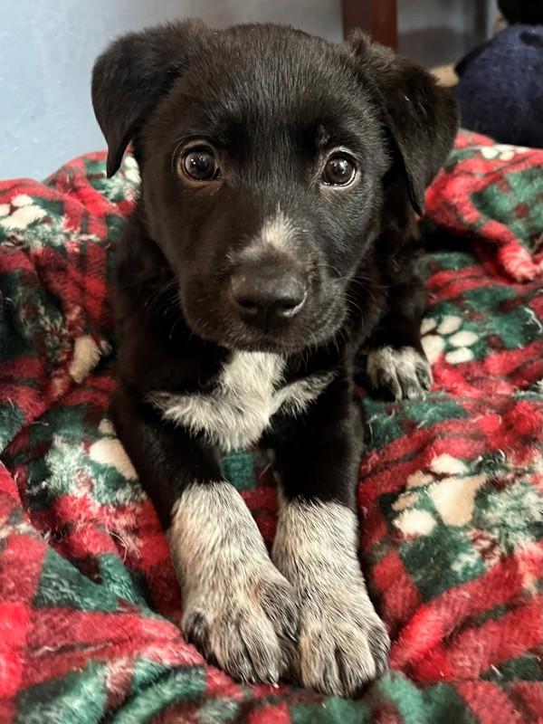 Enlarge Sparrow, a Adoptable mixed breed in Walnut Creek, CA image 1/1