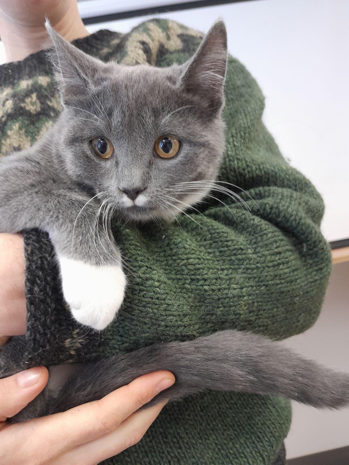 Deena (FA/FF), Adoptable, Young Female Domestic Short Hair.