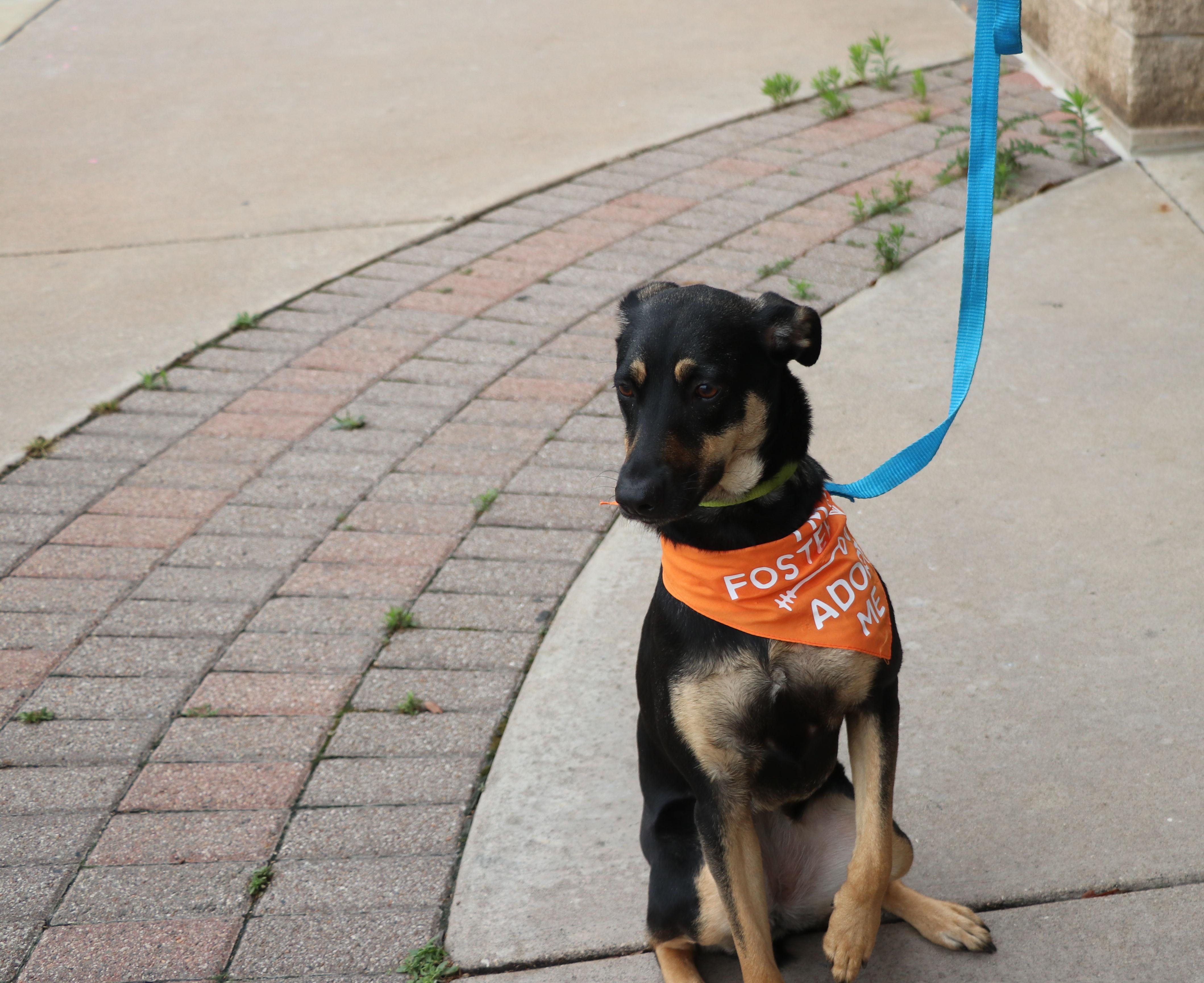 Enlarge Alanis, a Adoptable mixed breed in Pflugerville, TX image 5/6
