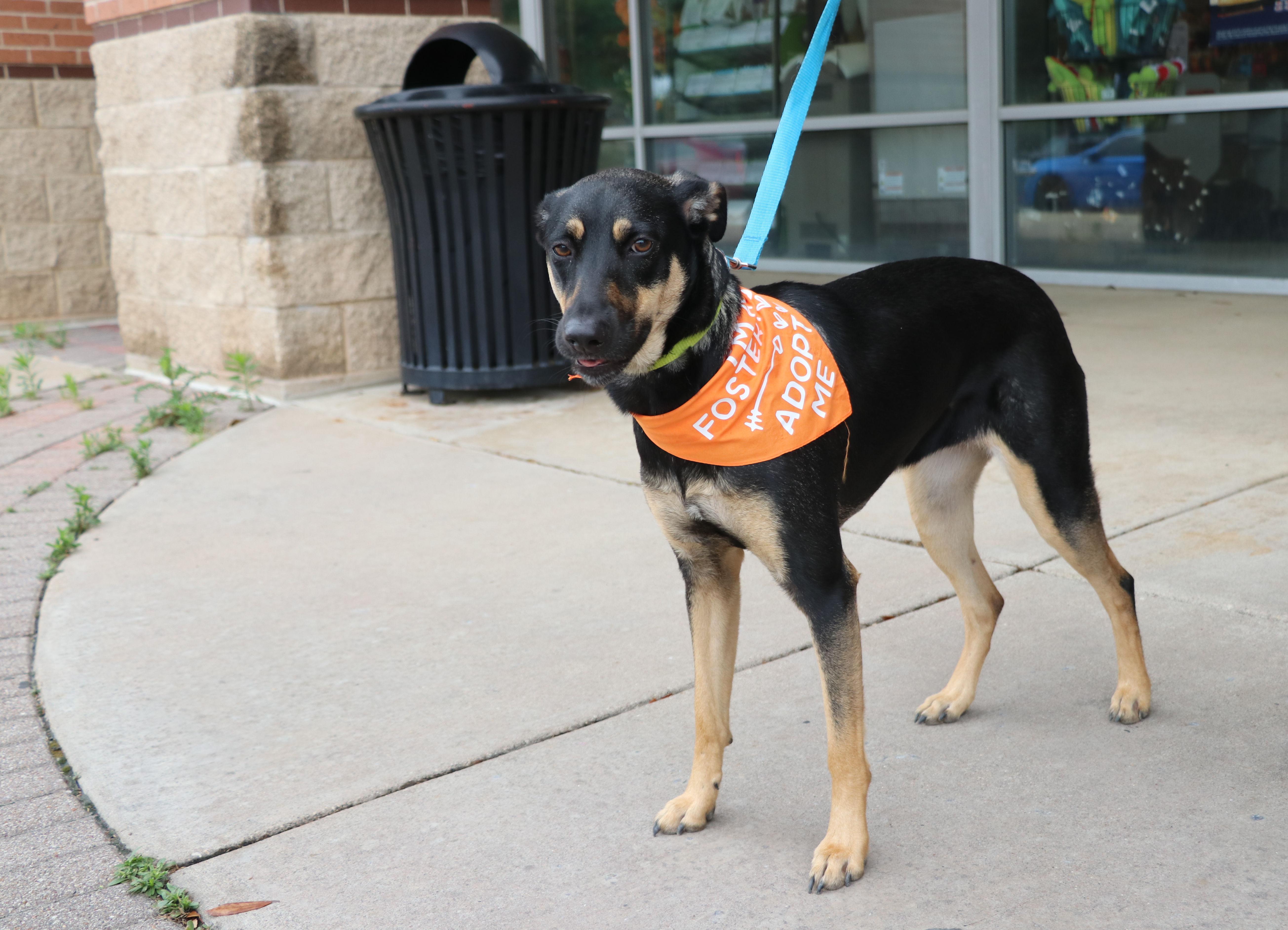 Enlarge Alanis, a Adoptable mixed breed in Pflugerville, TX image 1/6