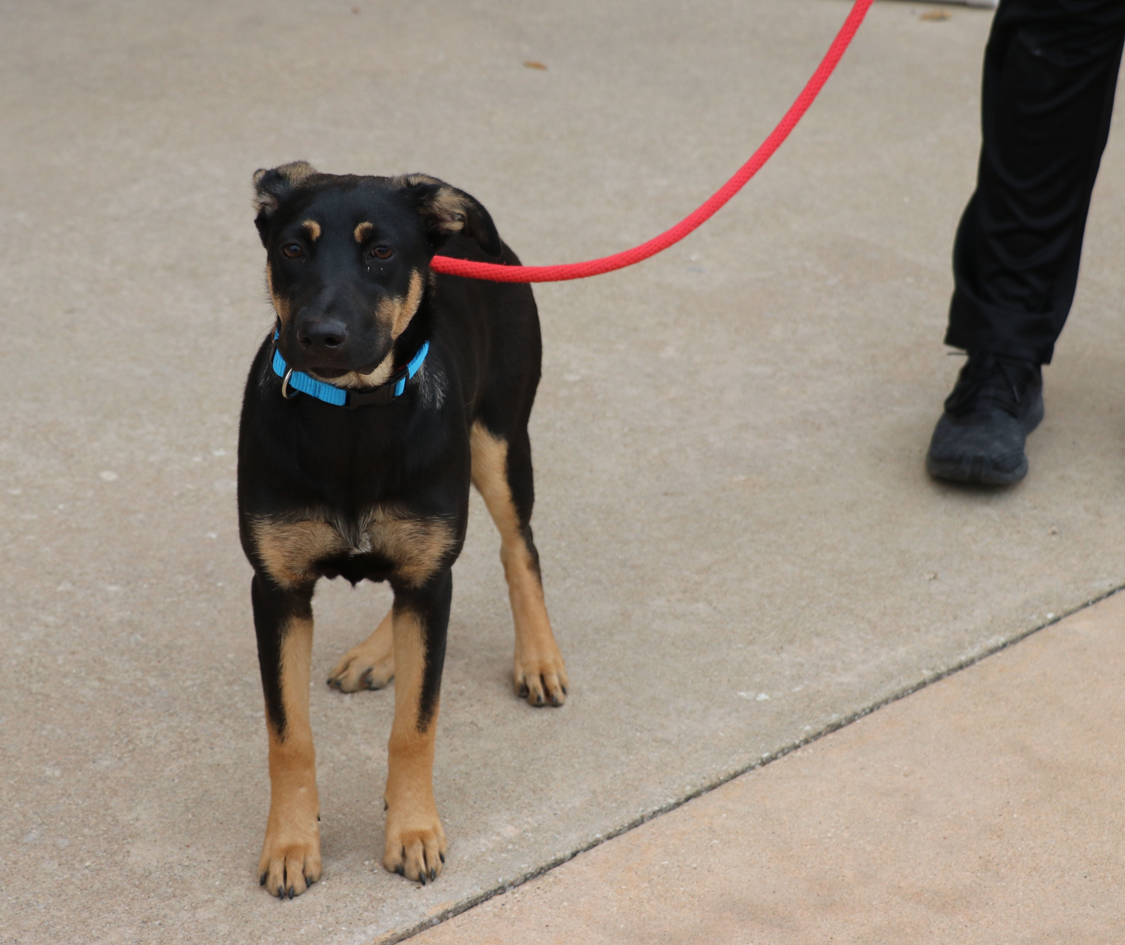 Enlarge Alanis, a Adoptable mixed breed in Pflugerville, TX image 2/6