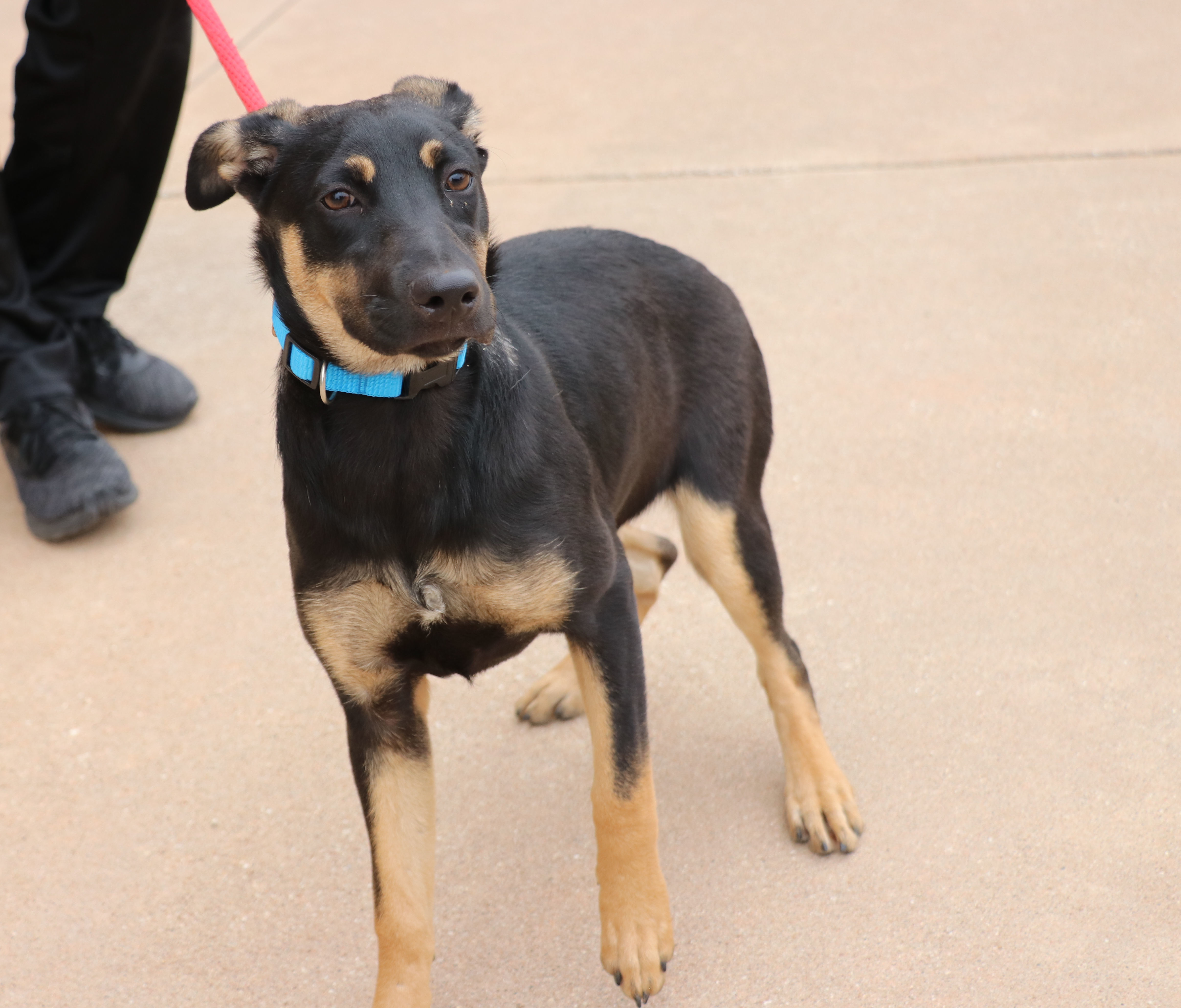 Alanis, Adoptable, Young Female Labrador Retriever.