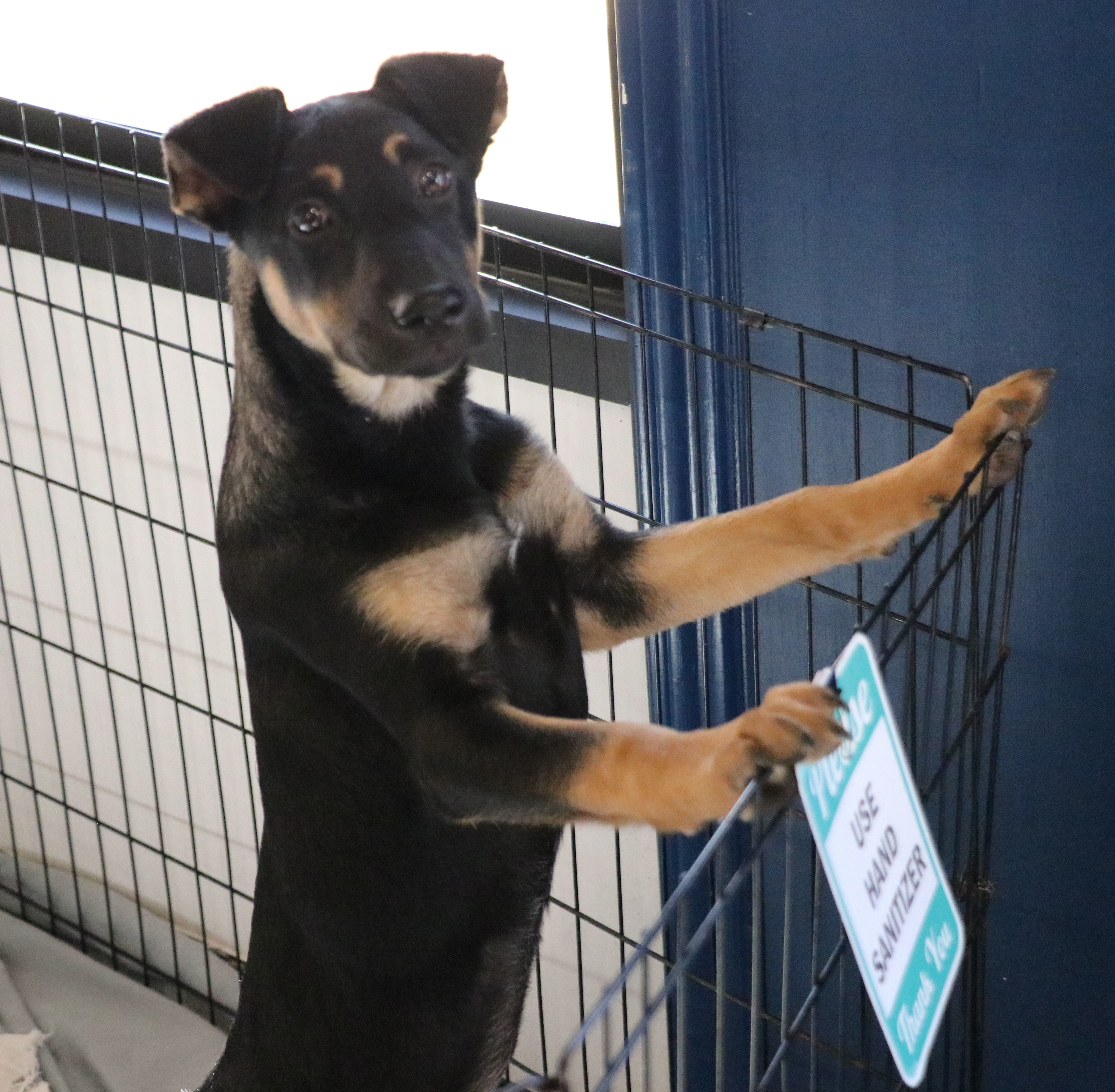 Enlarge Alanis, a Adoptable mixed breed in Pflugerville, TX image 3/6