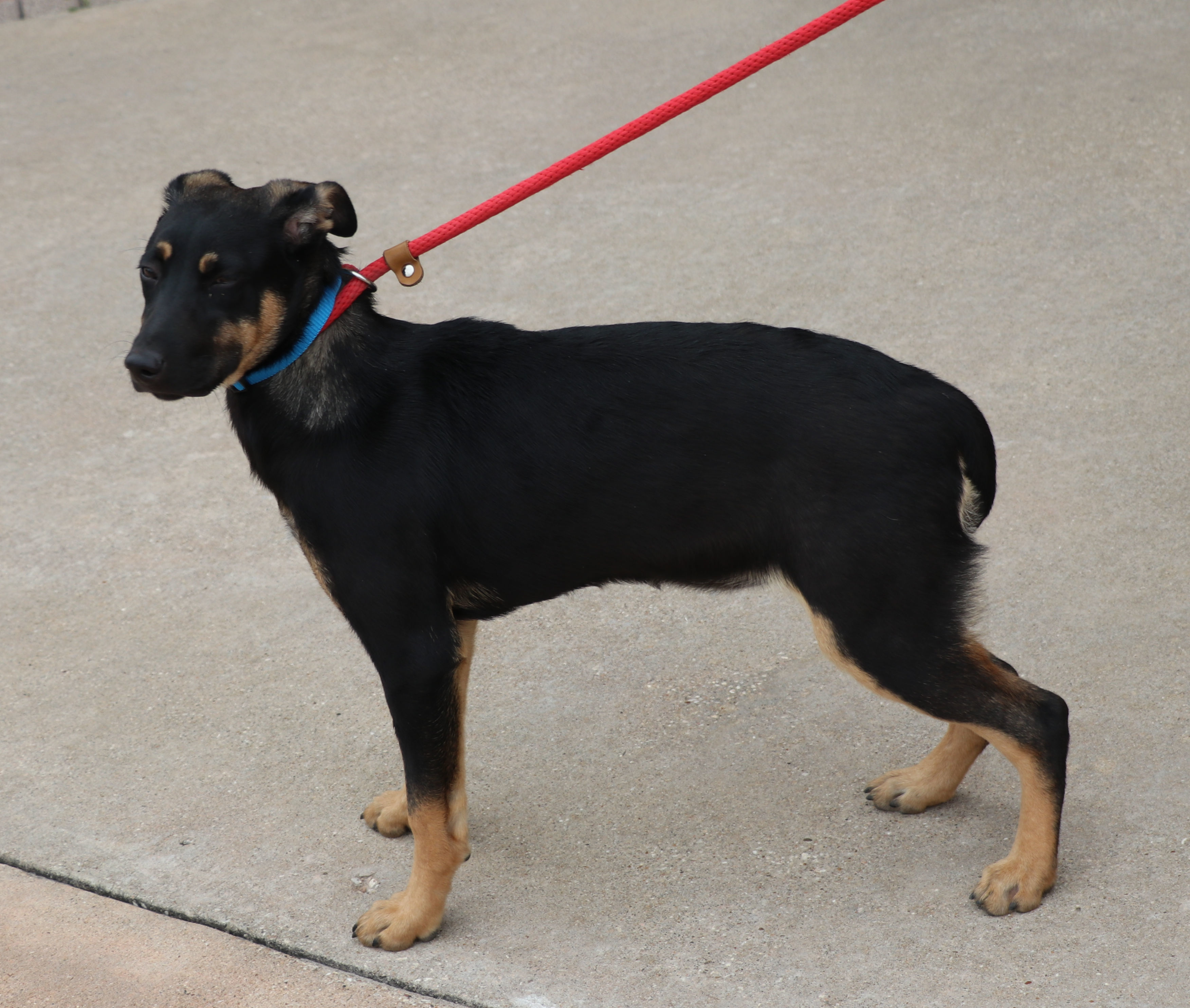 Enlarge Alanis, a Adoptable mixed breed in Pflugerville, TX image 4/6