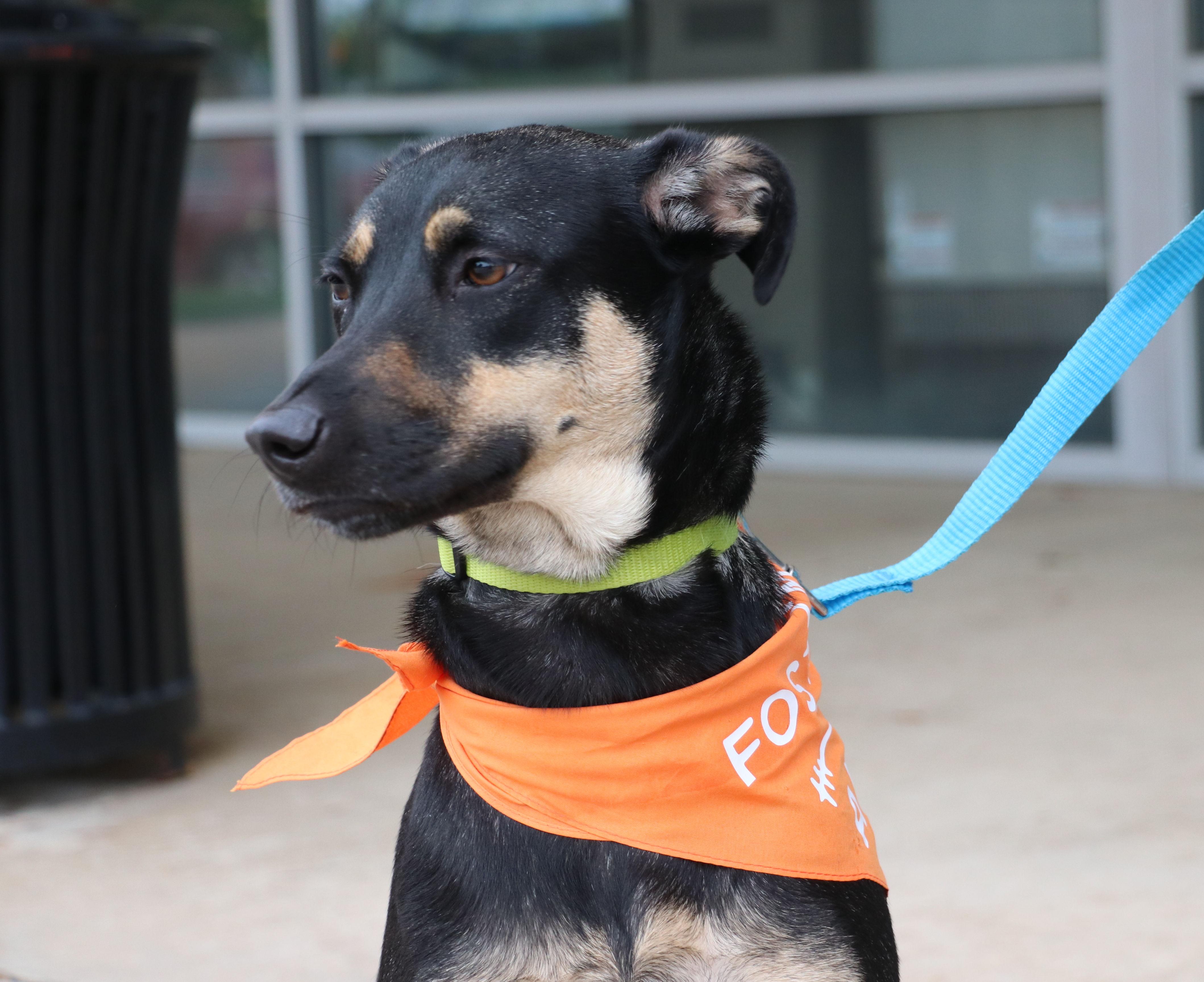 Enlarge Alanis, a Adoptable mixed breed in Pflugerville, TX image 6/6