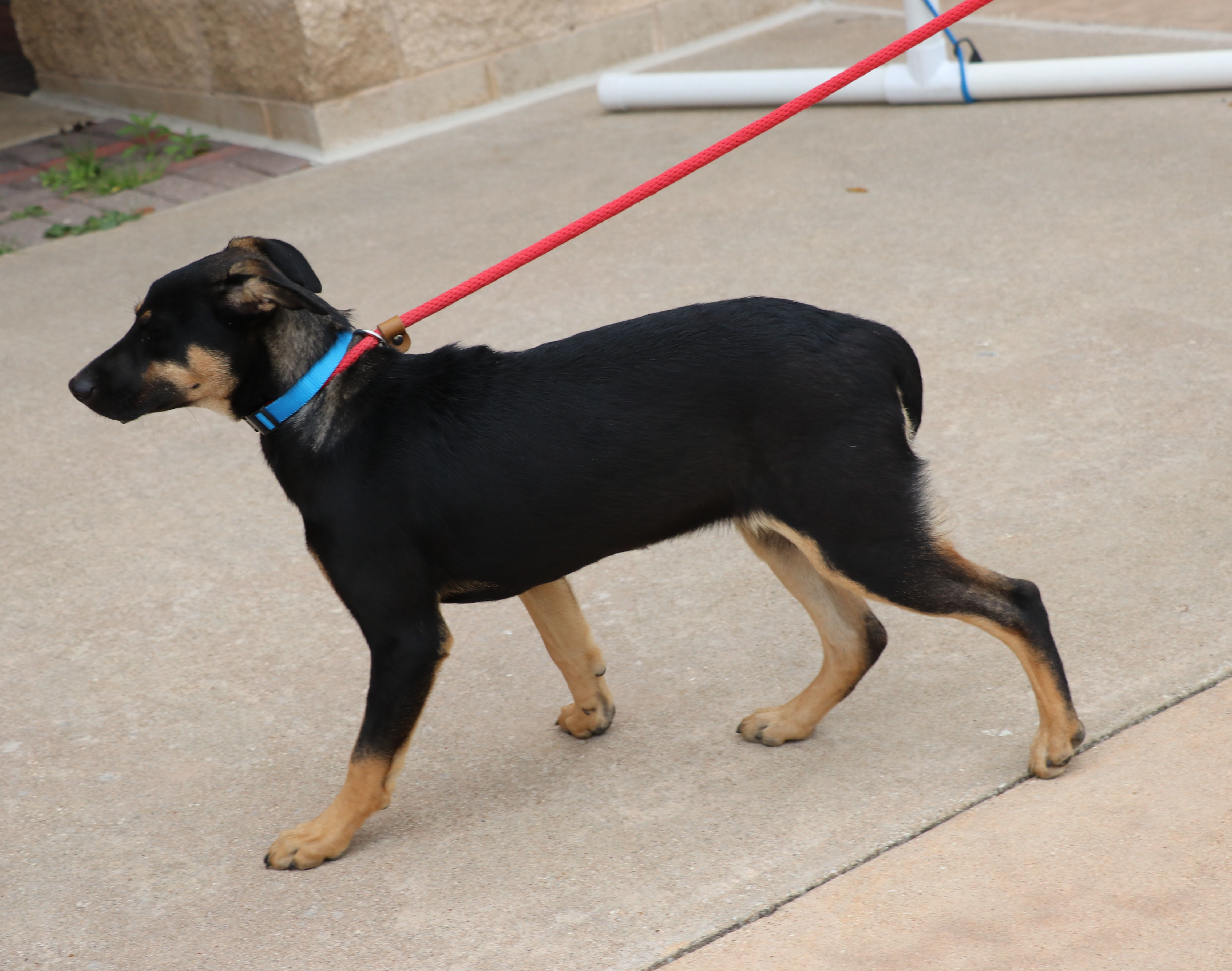 Enlarge Alanis, a Adoptable mixed breed in Pflugerville, TX image 5/6