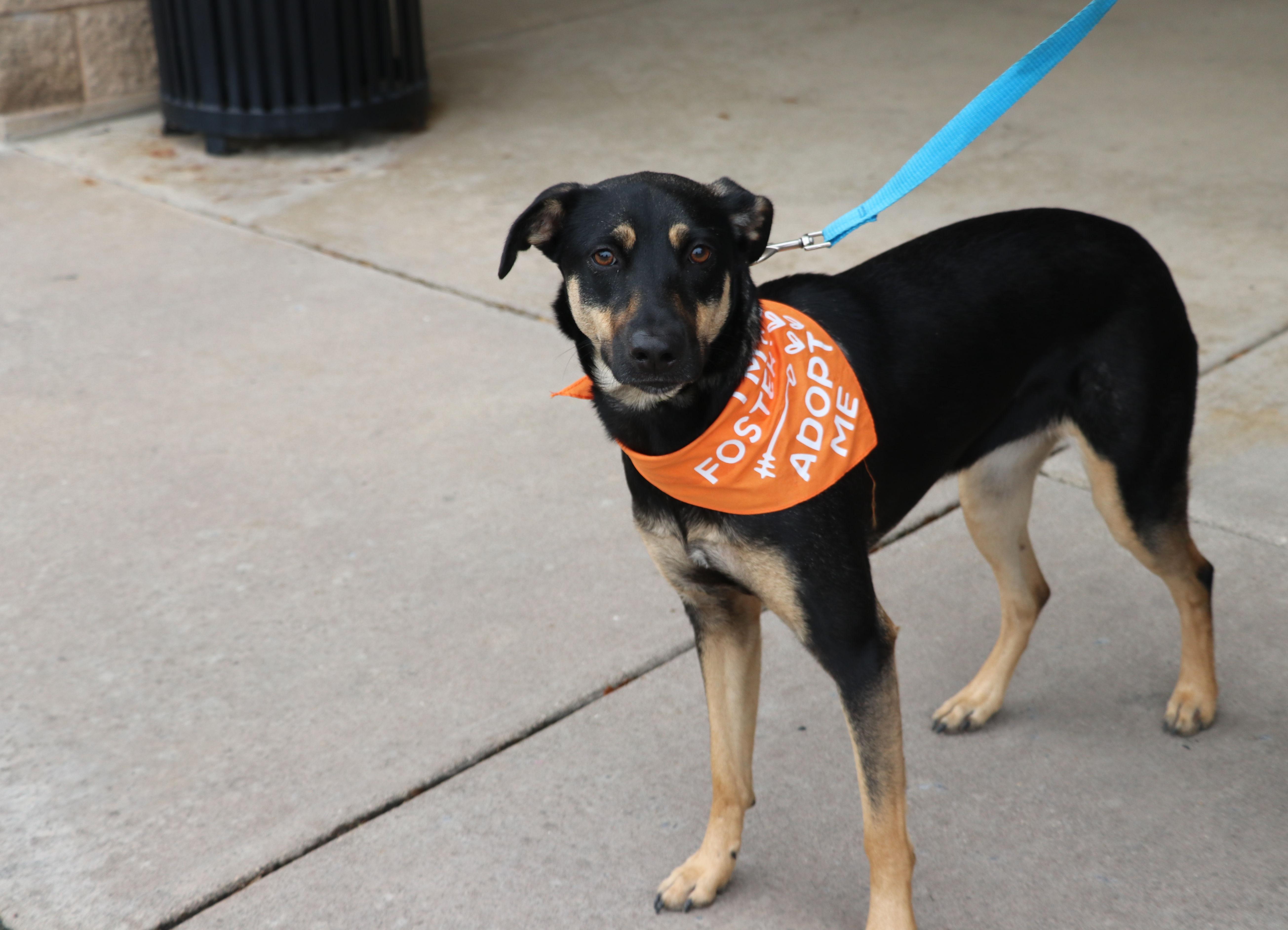 Enlarge Alanis, a Adoptable mixed breed in Pflugerville, TX image 2/6