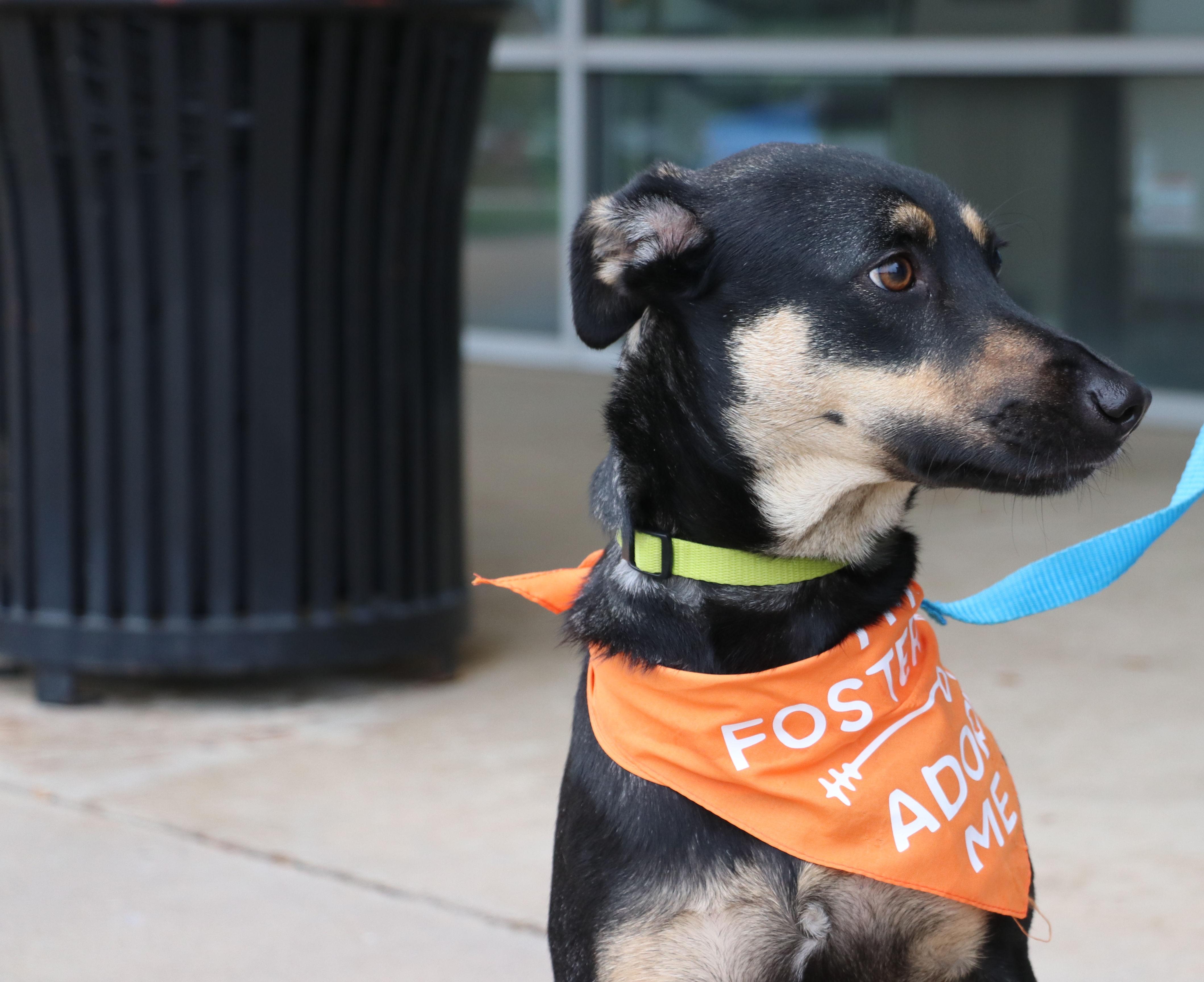 Enlarge Alanis, a Adoptable mixed breed in Pflugerville, TX image 3/6