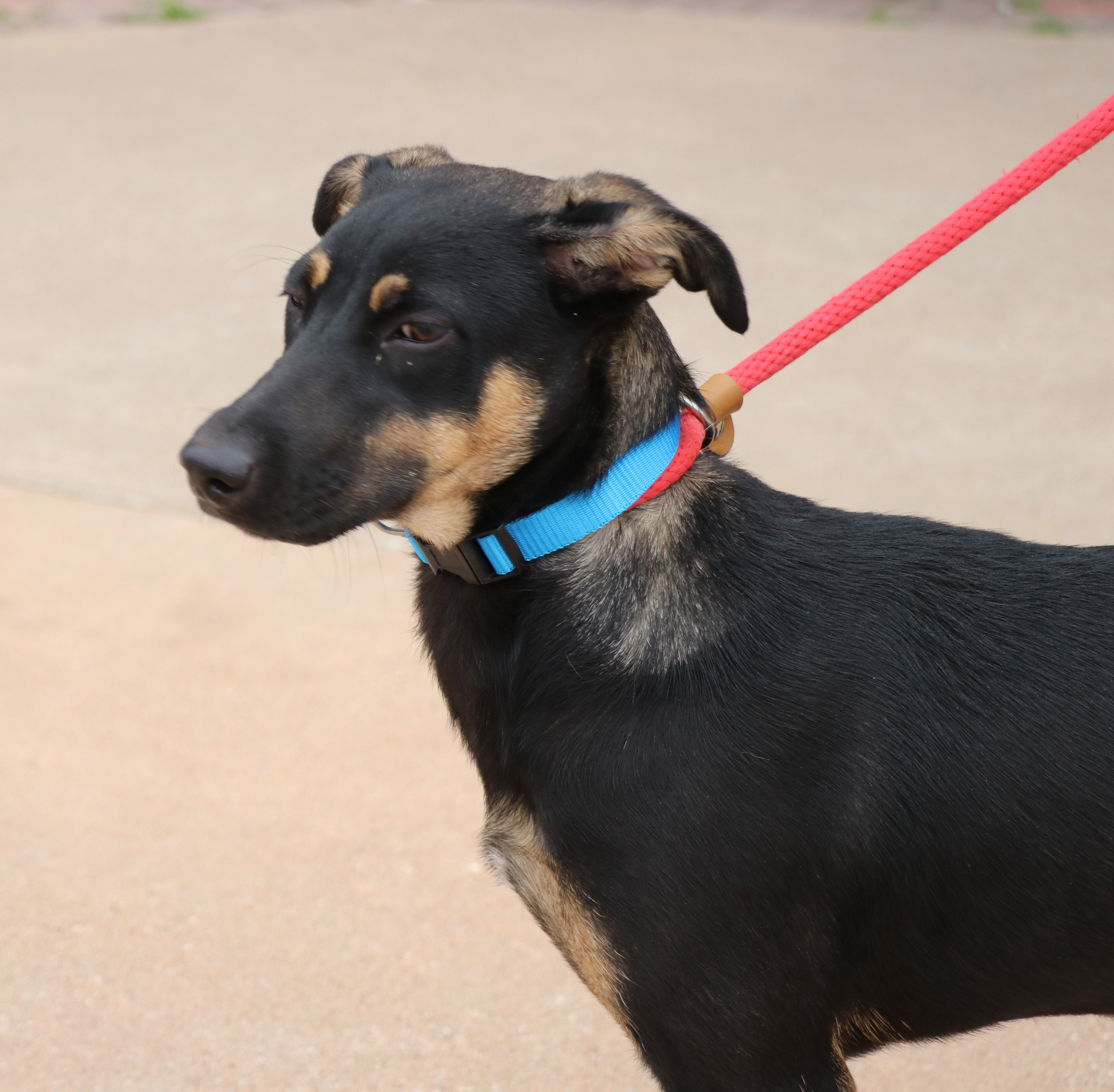 Enlarge Alanis, a Adoptable mixed breed in Pflugerville, TX image 6/6