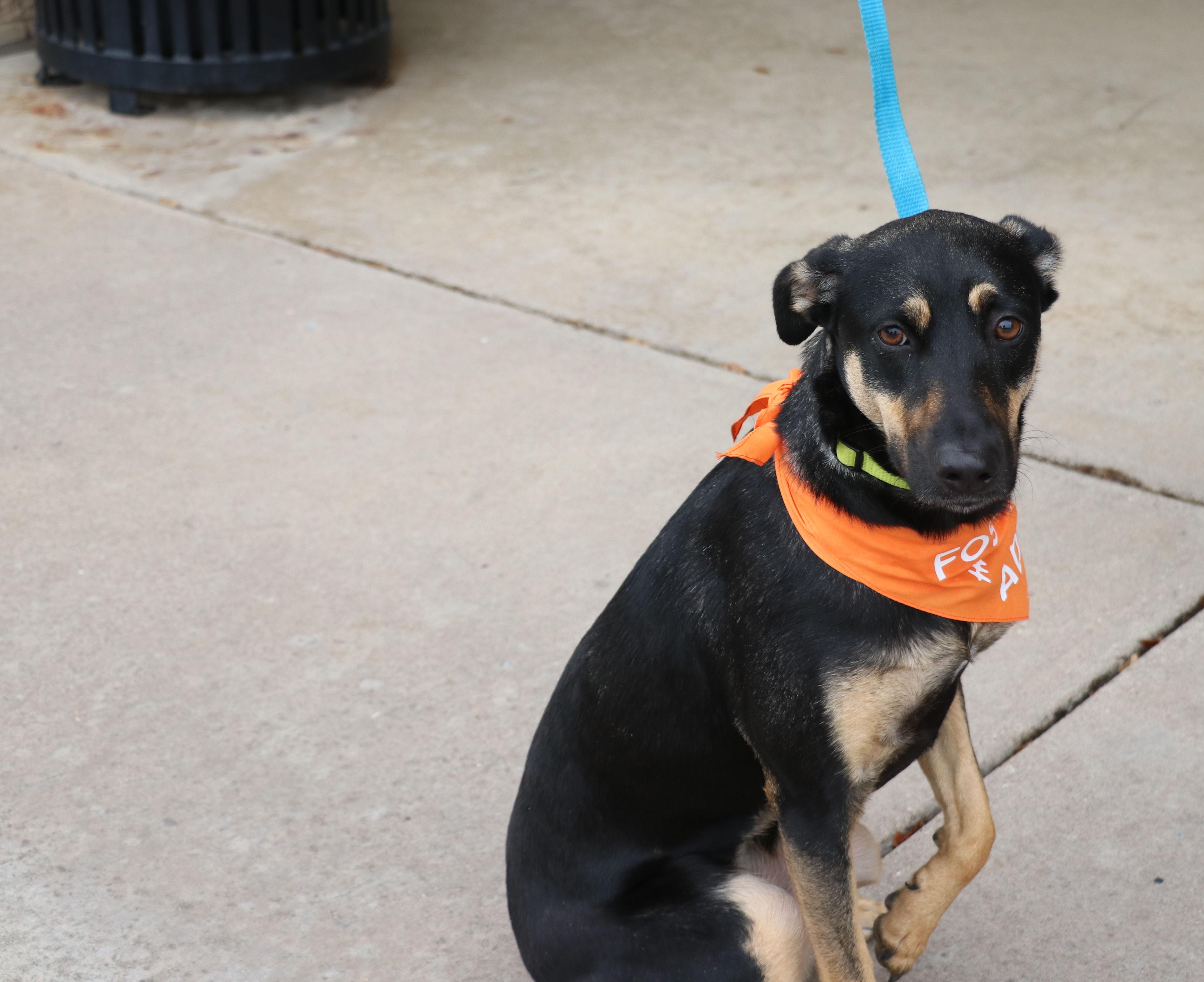 Enlarge Alanis, a Adoptable mixed breed in Pflugerville, TX image 4/6