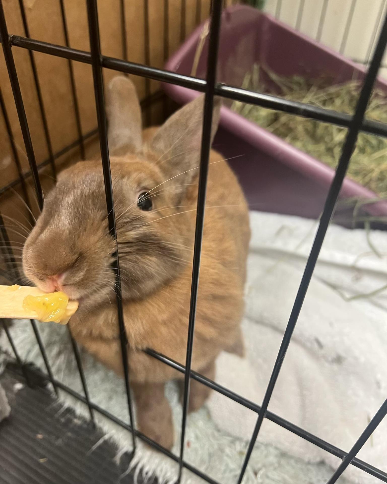 Canela, Adoptable, Adult Female American.