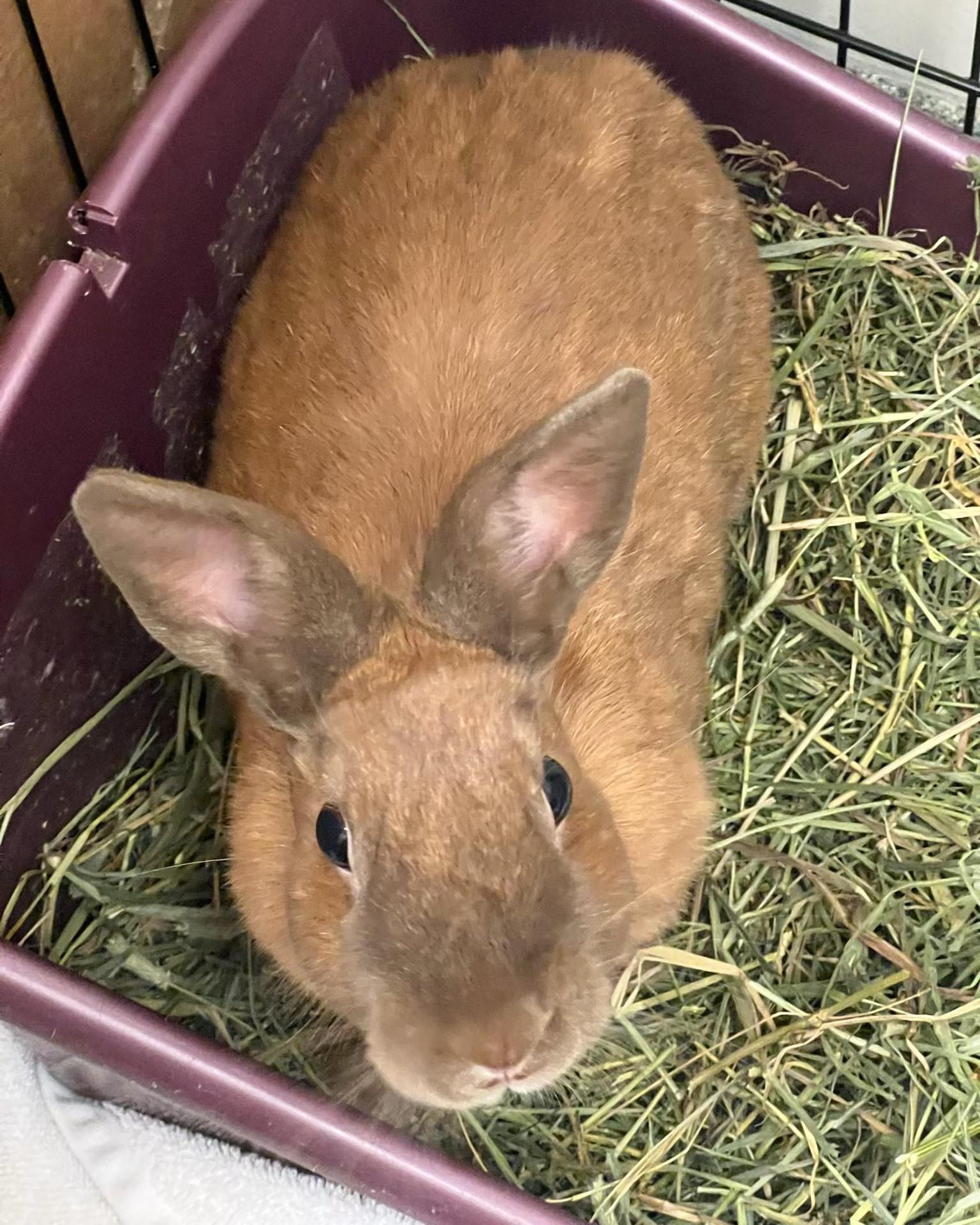 Enlarge Canela, a Adoptable American in Key West, FL image 2/3