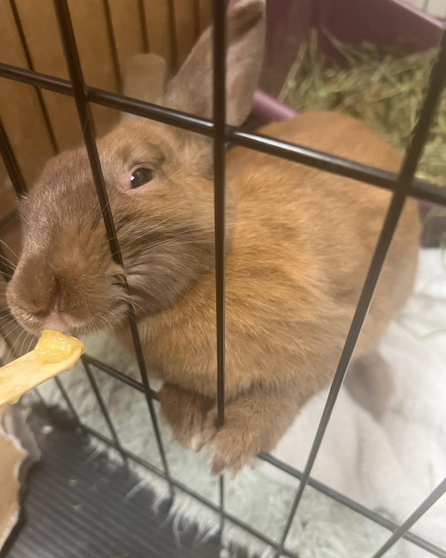 Enlarge Canela, a Adoptable American in Key West, FL image 3/3