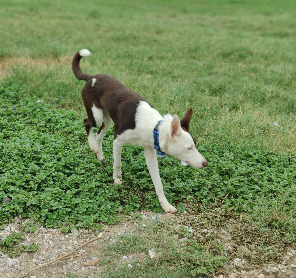 Wrangler, Adoptable, Young Male Border Collie.