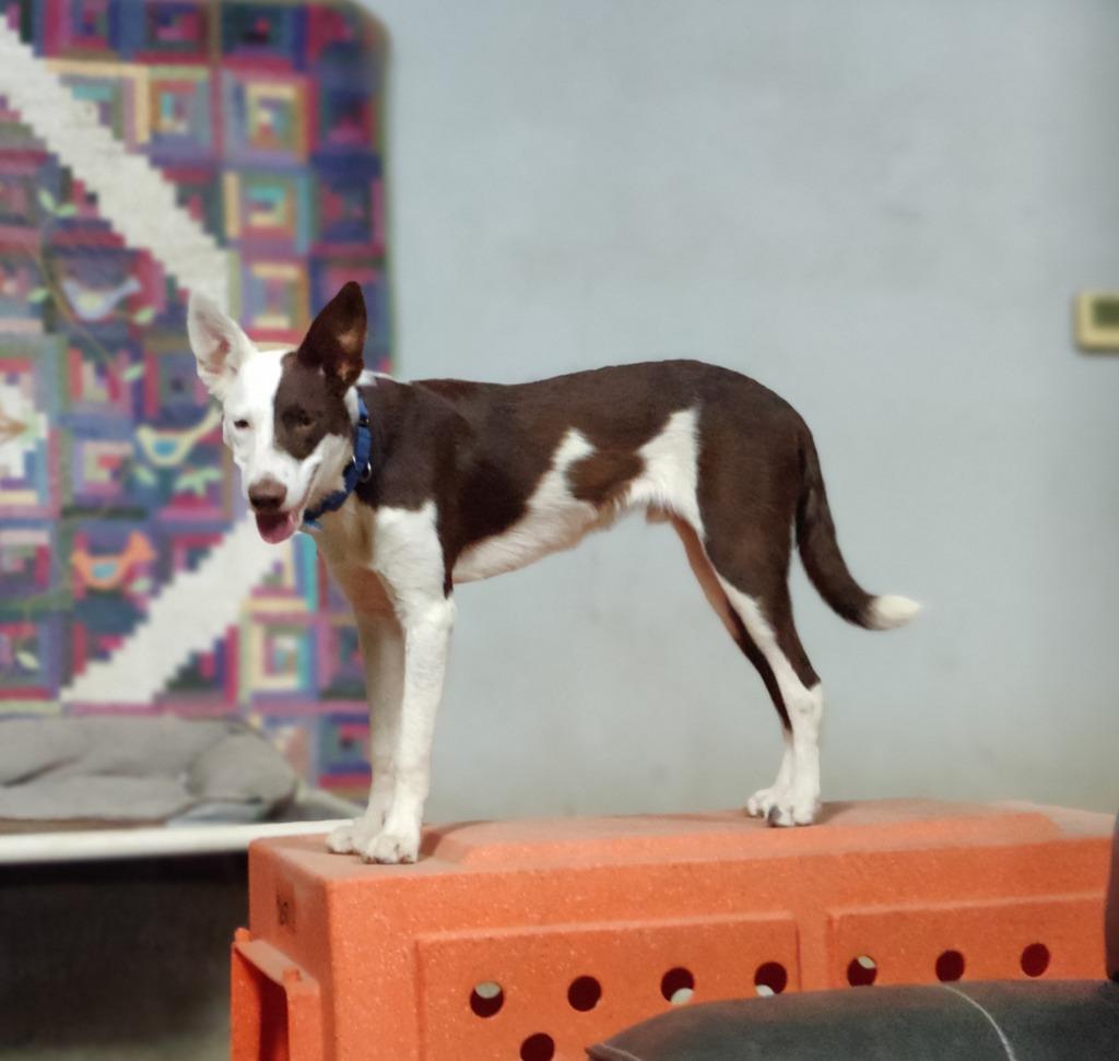 Enlarge Wrangler, a Adoptable Border Collie in The Woodlands, TX image 2/6