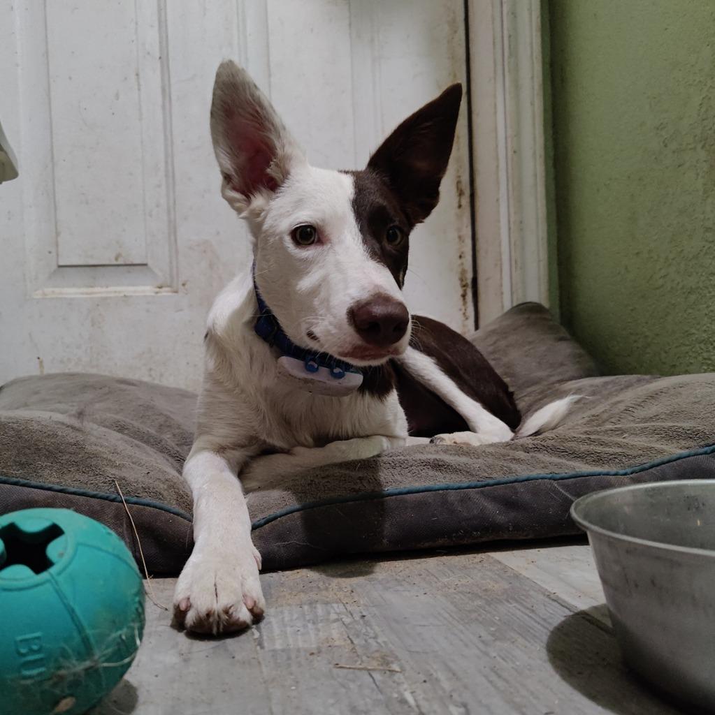 Enlarge Wrangler, a Adoptable Border Collie in The Woodlands, TX image 3/6