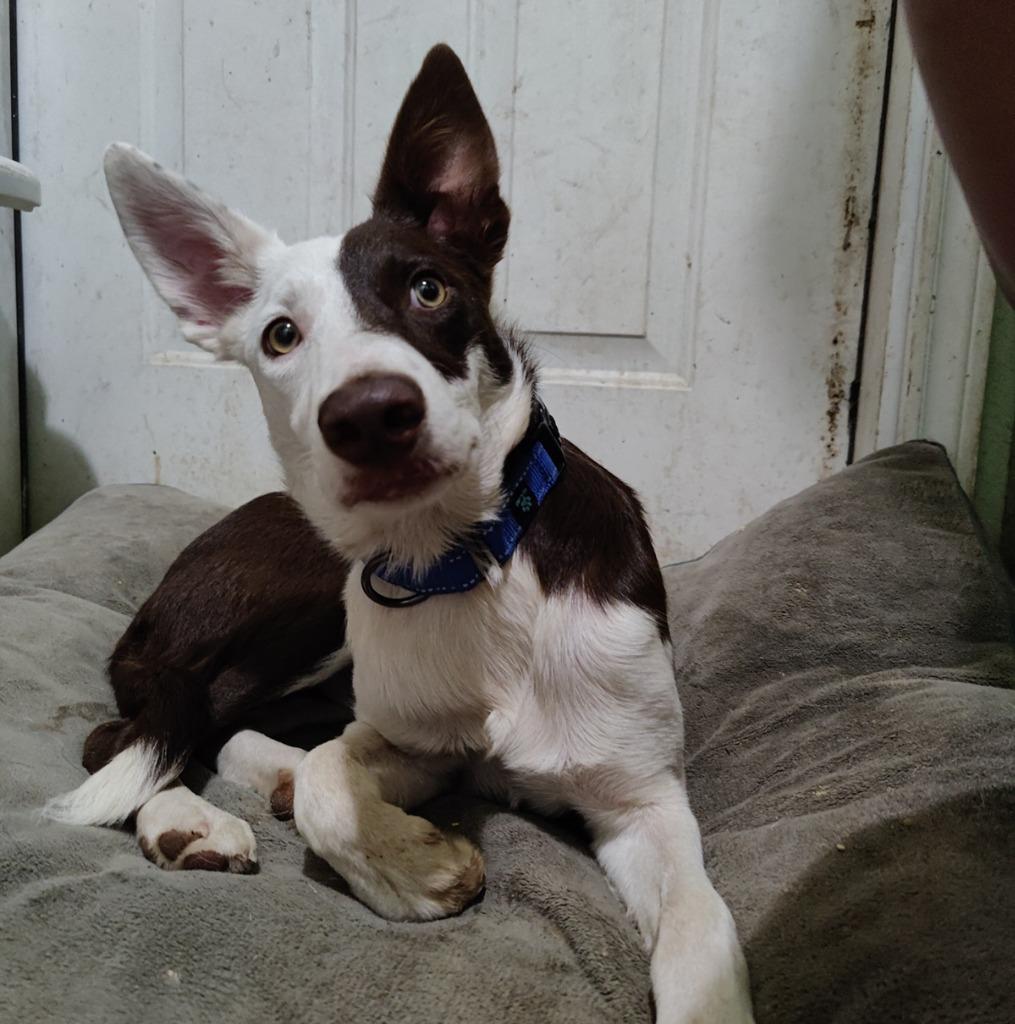 Enlarge Wrangler, a Adoptable Border Collie in The Woodlands, TX image 4/6