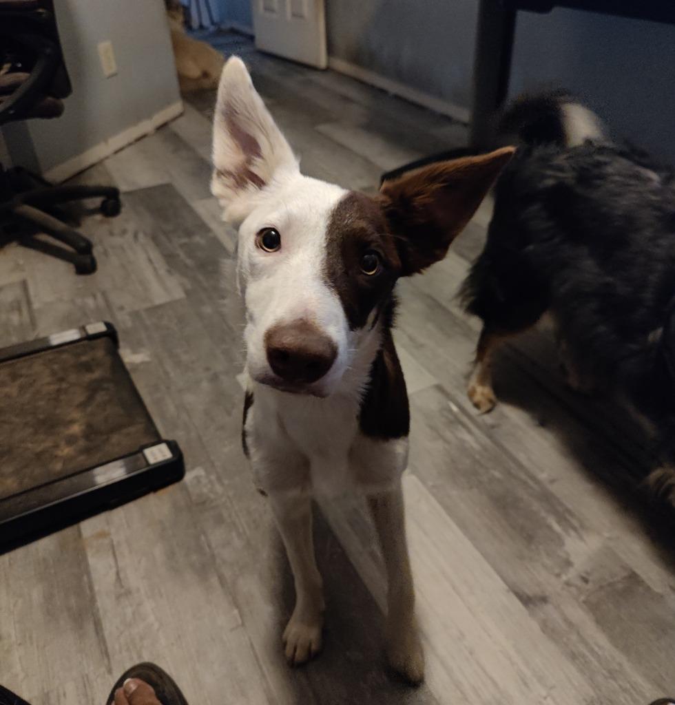 Enlarge Wrangler, a Adoptable Border Collie in The Woodlands, TX image 6/6