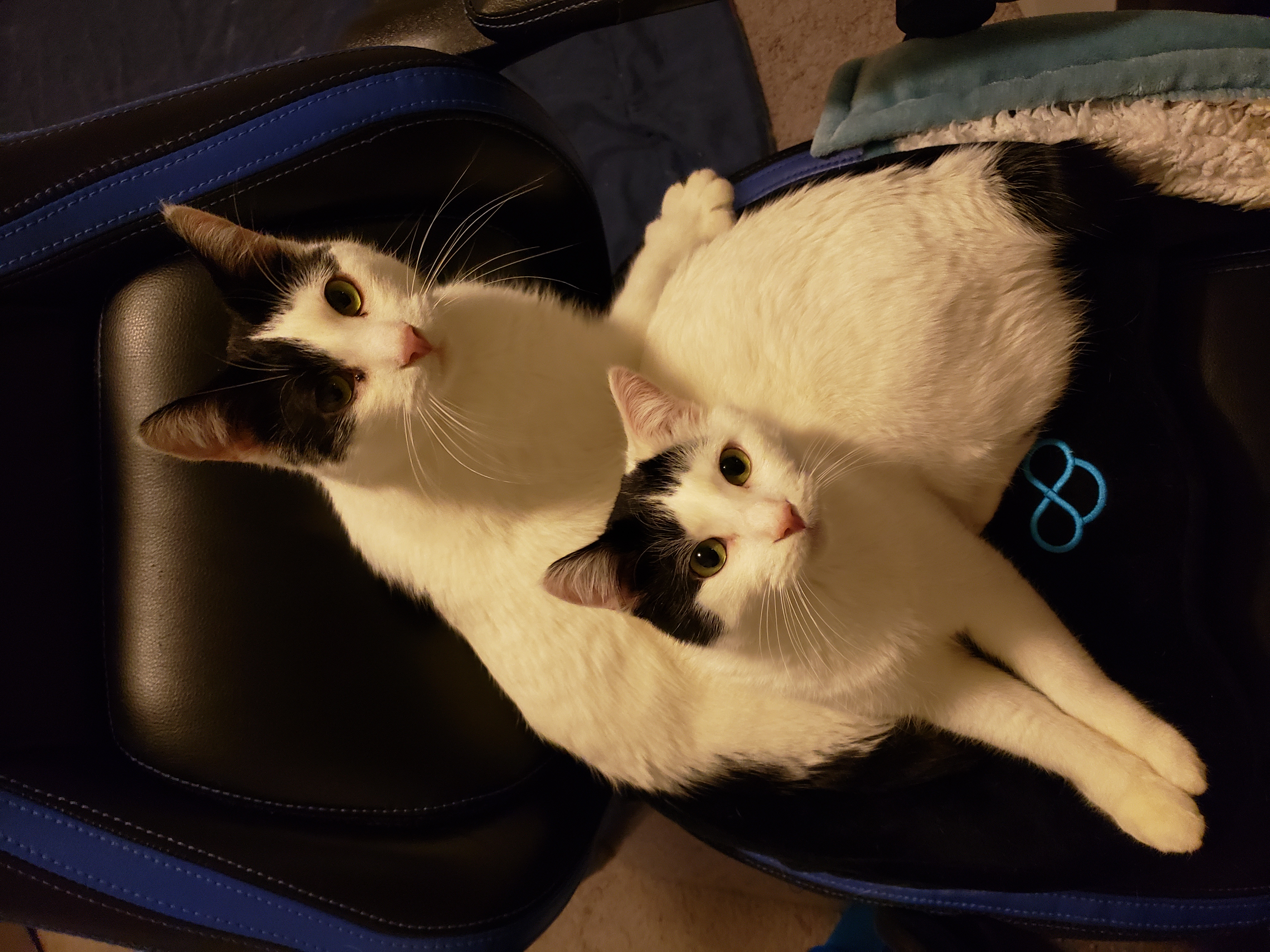 Enlarge Cobbler & Strudel, an adopted Domestic Short Hair in St. Clair Shores, MI image 2/2