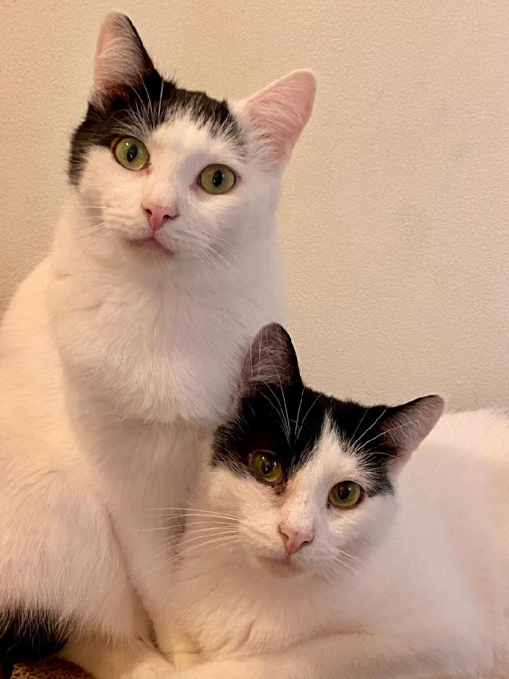 Enlarge Cobbler & Strudel, an adopted Domestic Short Hair in St. Clair Shores, MI image 1/2