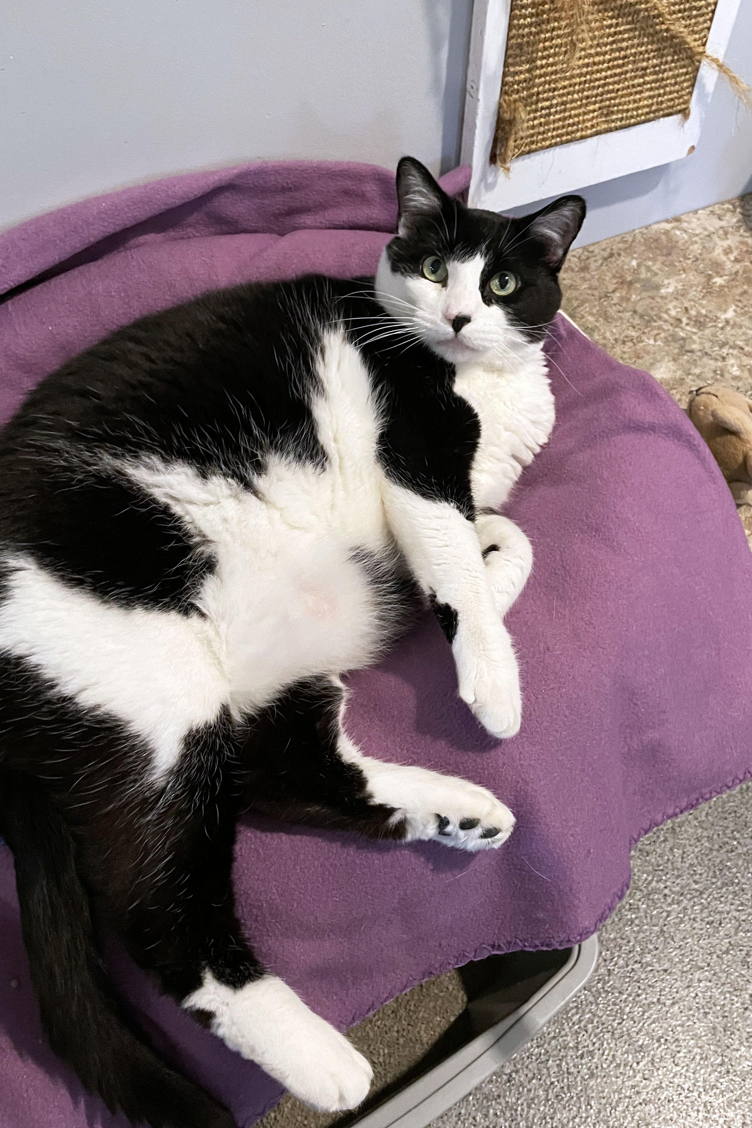 Enlarge Maryjane, a ADOPTABLE Domestic Short Hair in Lincoln, NE image 2/2