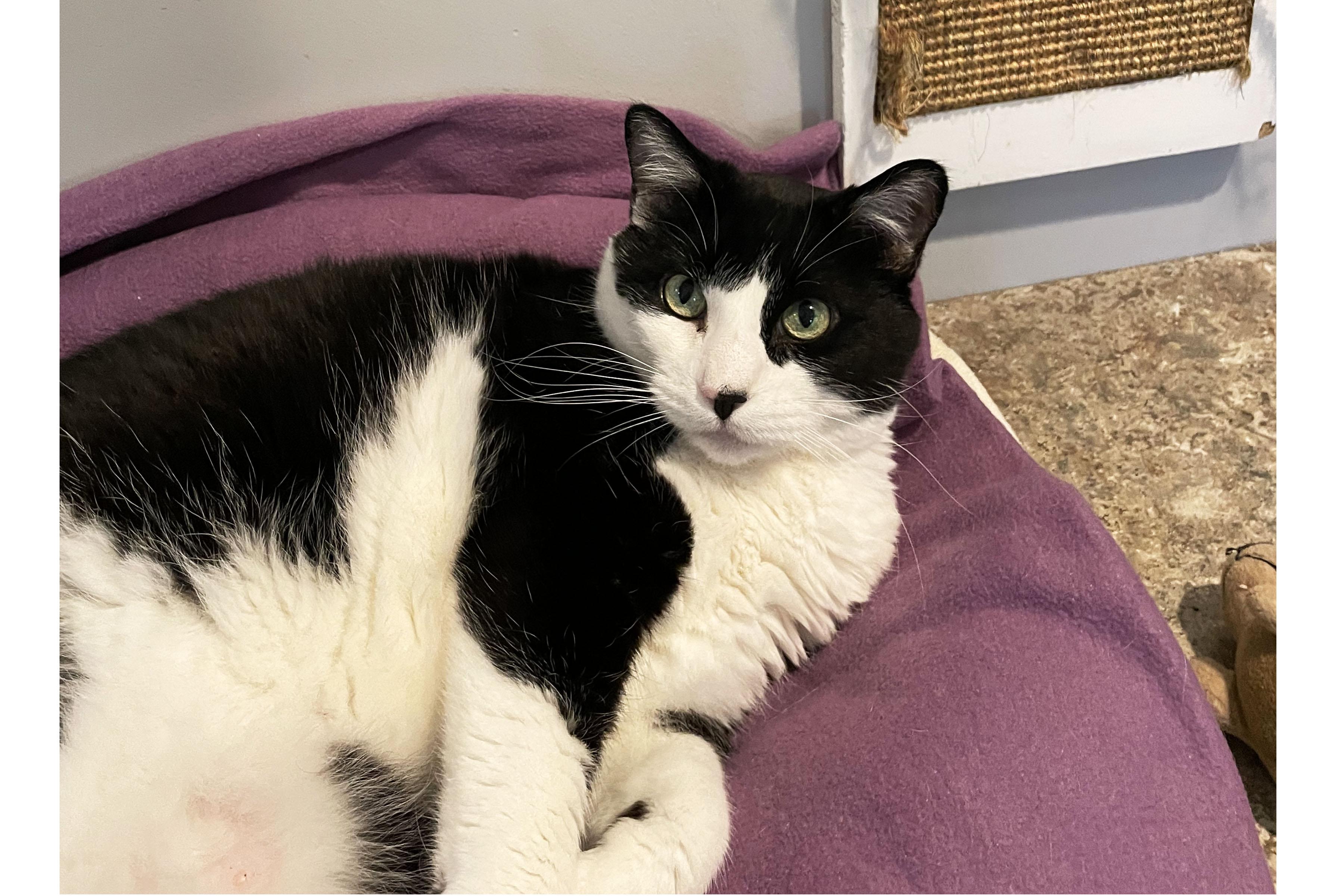 Maryjane, ADOPTABLE, Senior Female Domestic Short Hair.