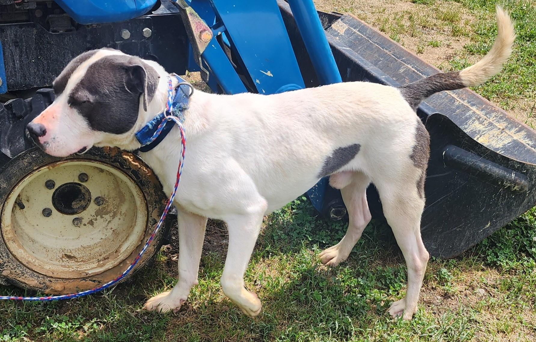 Hillman, a ADOPTABLE mixed breed in Chesapeake, VA image 2/4