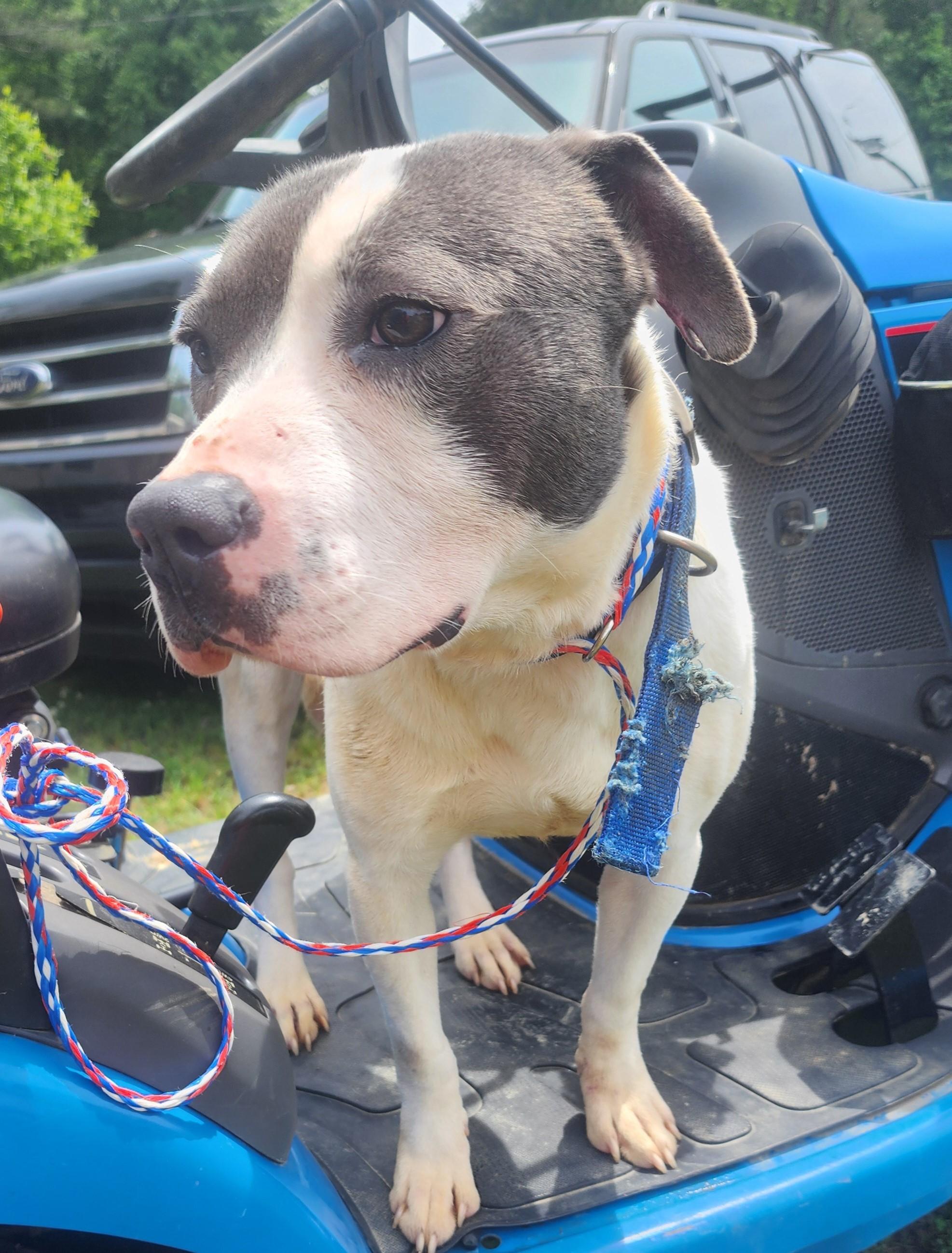 Hillman, a ADOPTABLE mixed breed in Chesapeake, VA image 3/4