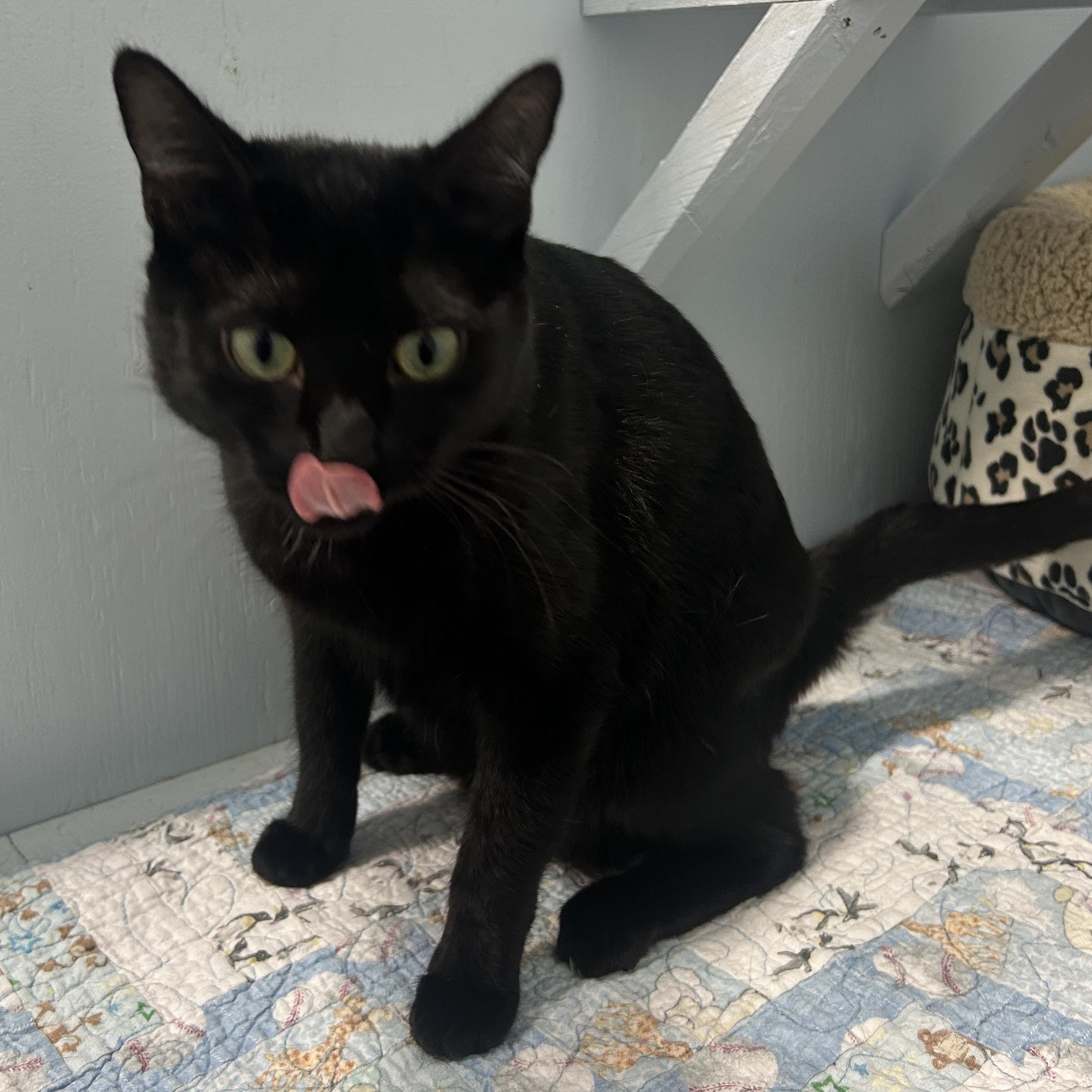 Enlarge Obsidian, a Adoptable Domestic Short Hair in Mission, BC image 5/5