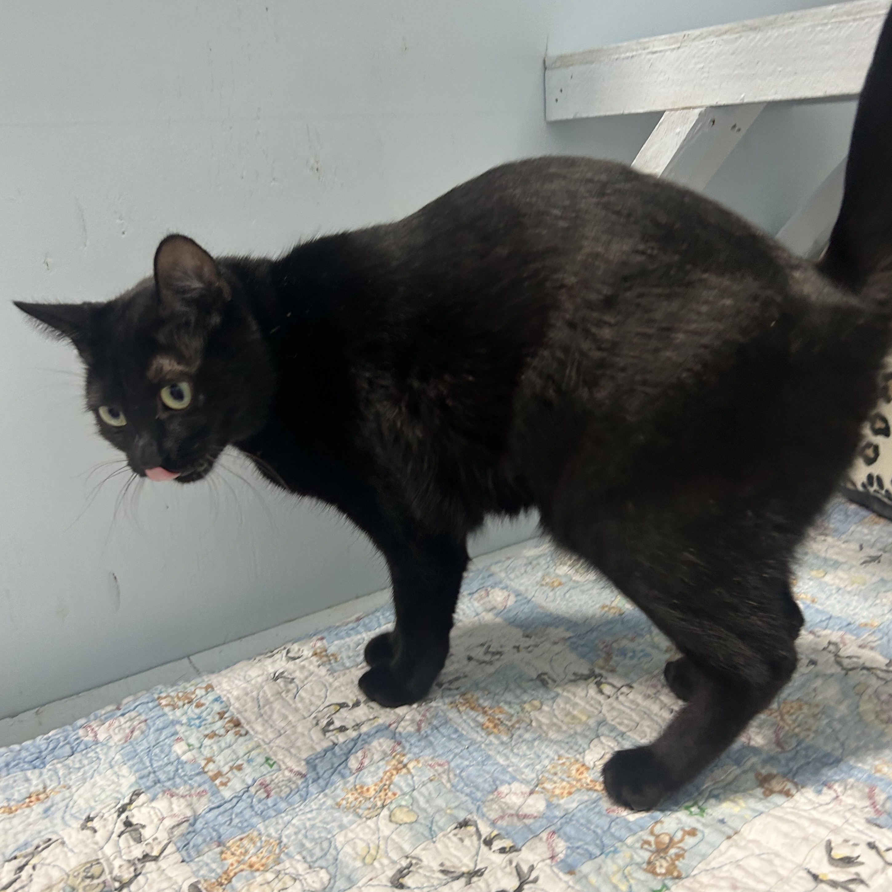 Enlarge Obsidian, a Adoptable Domestic Short Hair in Mission, BC image 4/5