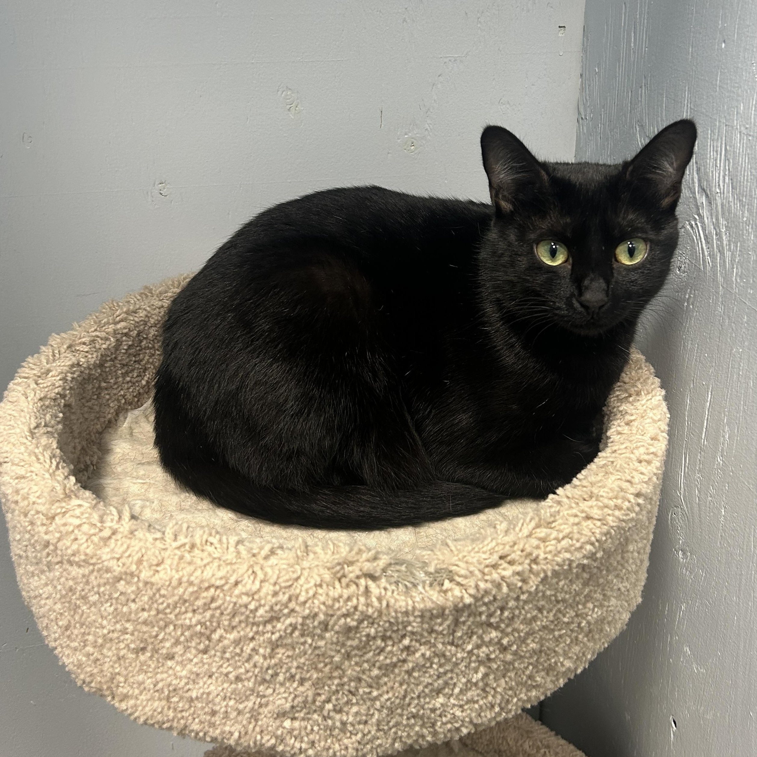 Enlarge Obsidian, a Adoptable Domestic Short Hair in Mission, BC image 2/5