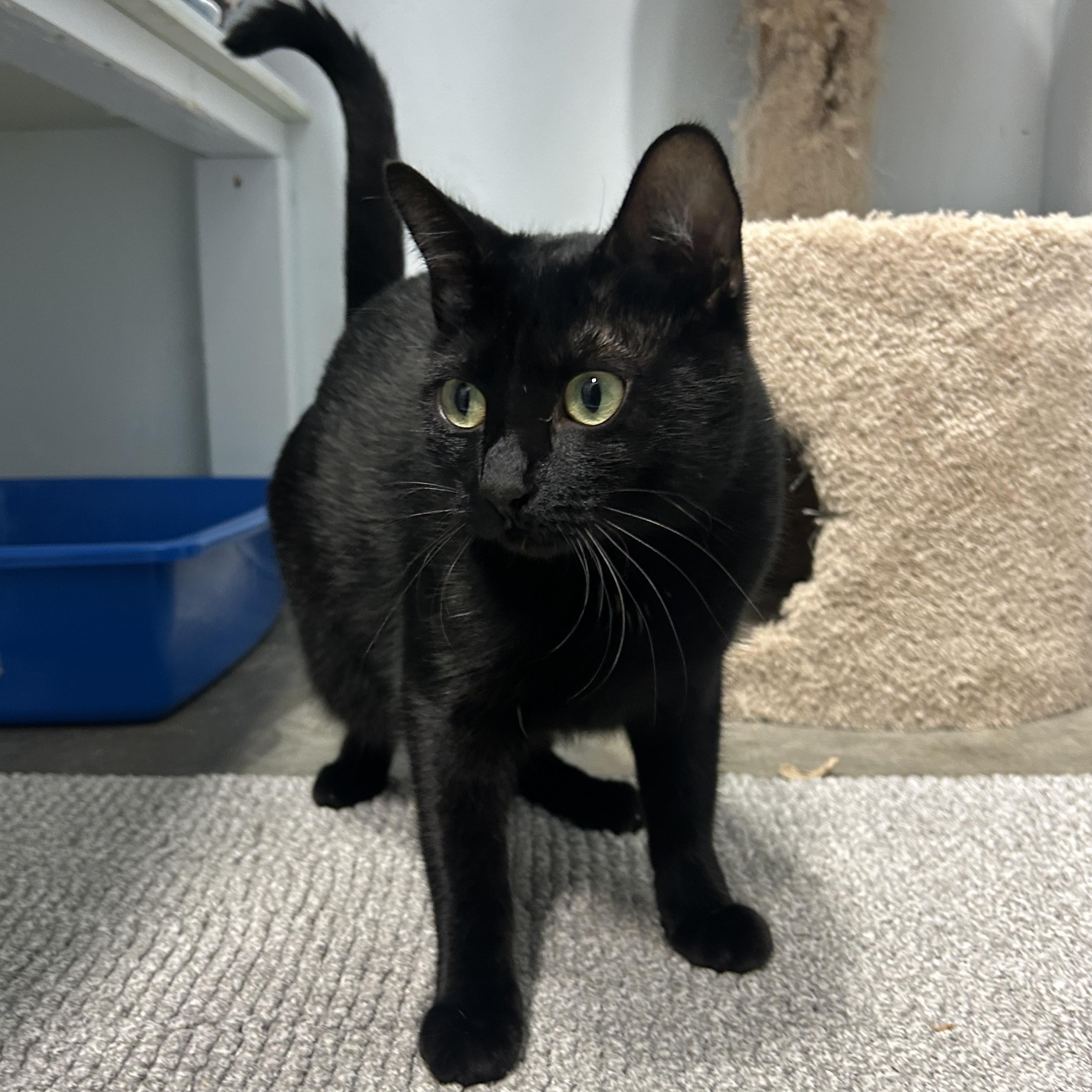 Obsidian, Adoptable, Young Female Domestic Short Hair.
