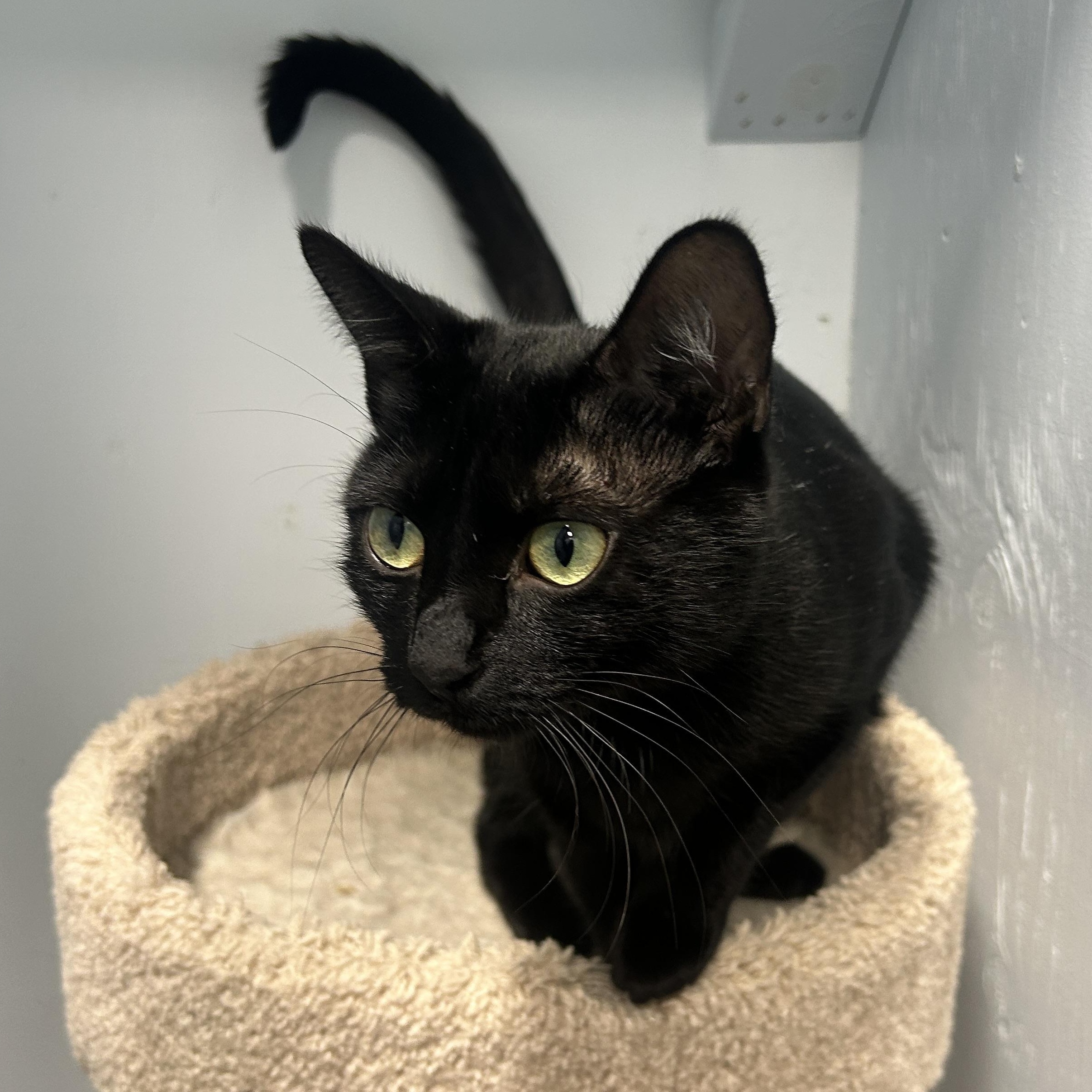 Enlarge Obsidian, a Adoptable Domestic Short Hair in Mission, BC image 3/5