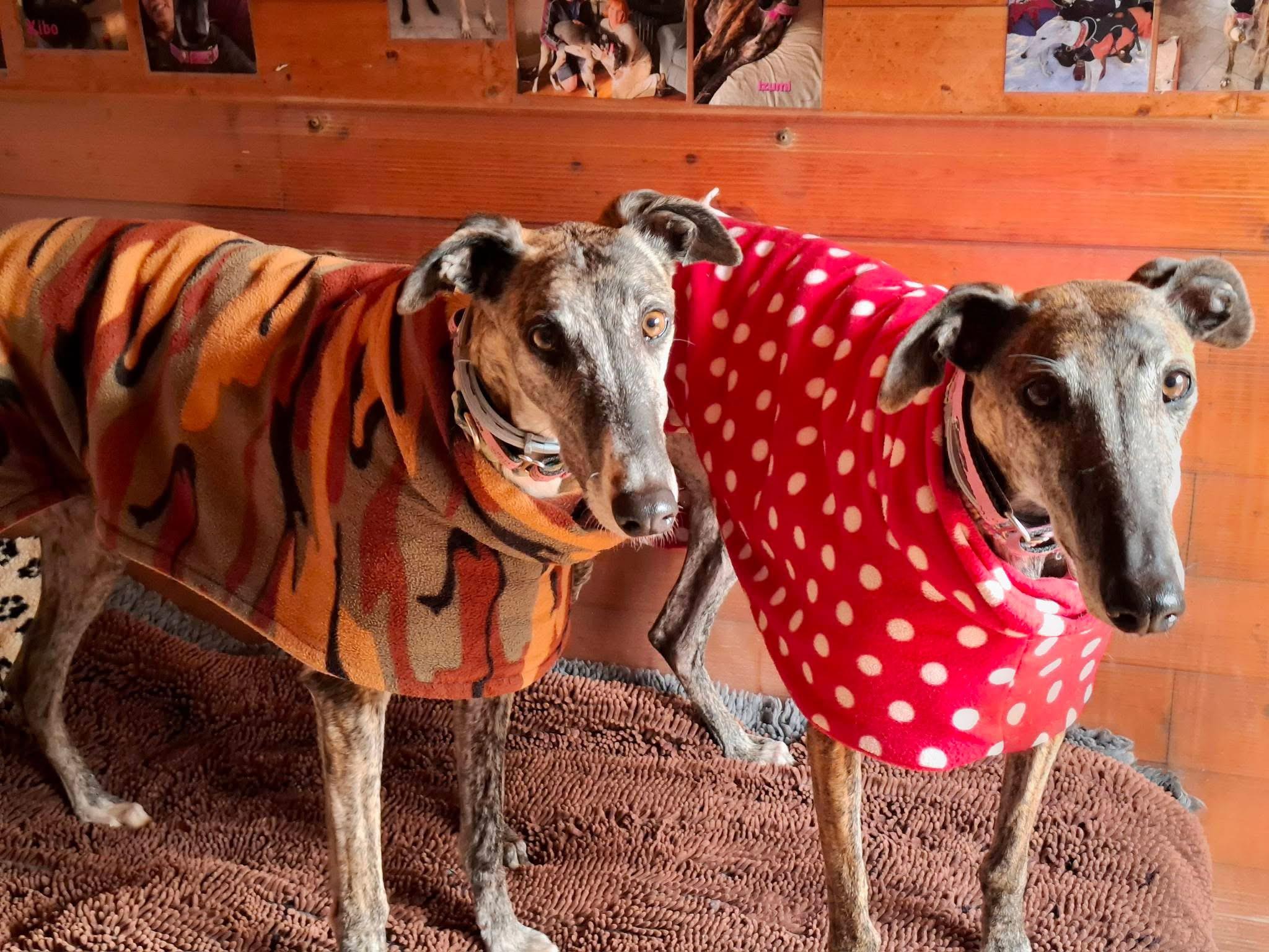 Enlarge Sirena + Hada, a ADOPTABLE Galgo Spanish Greyhound in Winter Park, FL image 1/1