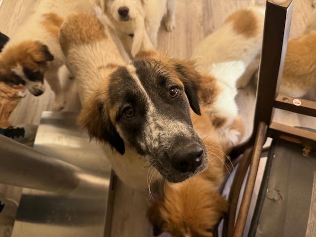 Enlarge Kiva, an adopted mixed breed in Dale, TX image 1/3