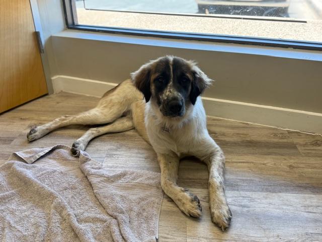 Enlarge Kiva, an adopted mixed breed in Dale, TX image 2/3