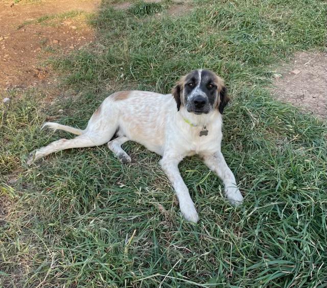 Enlarge Kiva, an adopted mixed breed in Dale, TX image 3/3