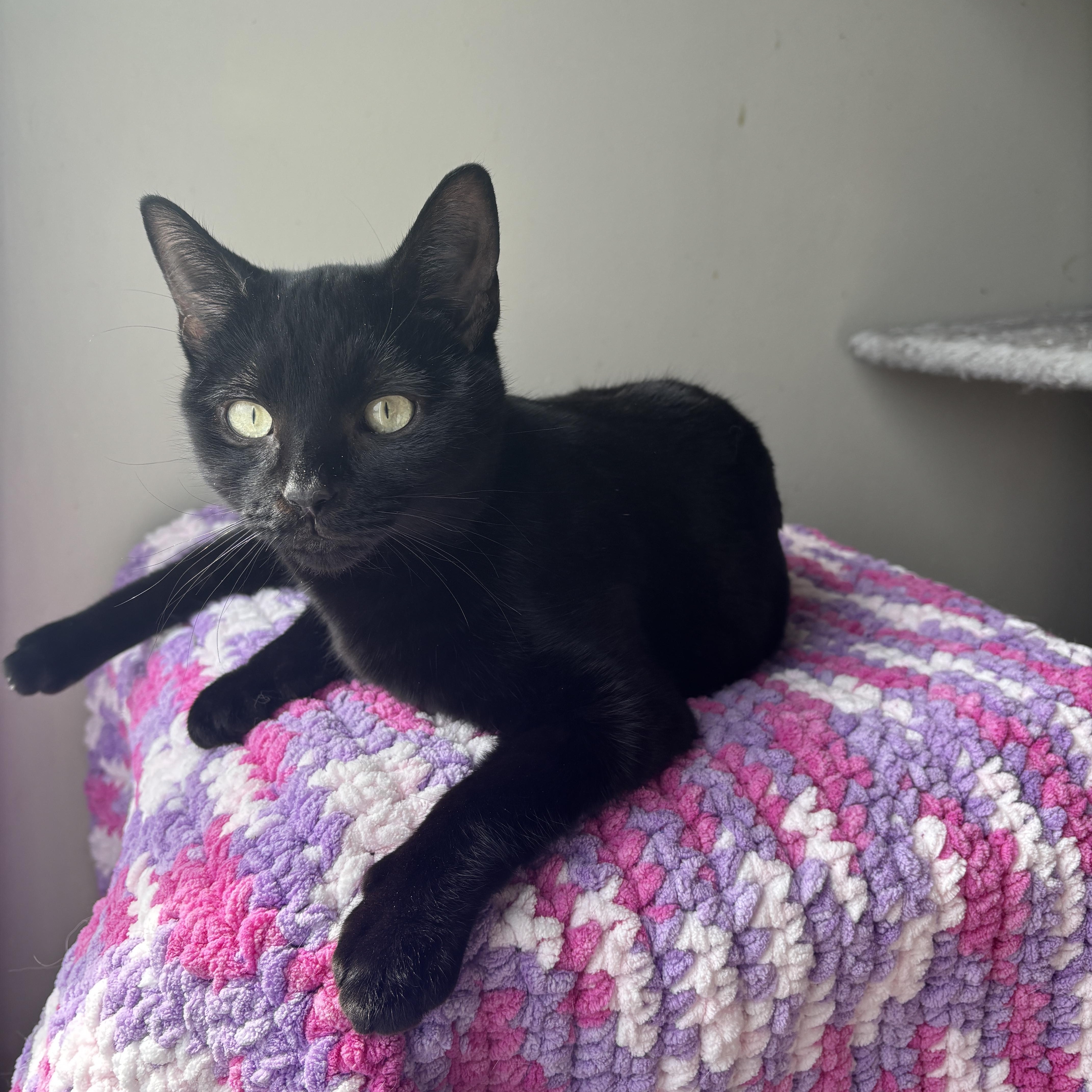 SPRINKLE, a ADOPTABLE Domestic Short Hair in Shakespeare, ON image 2/2