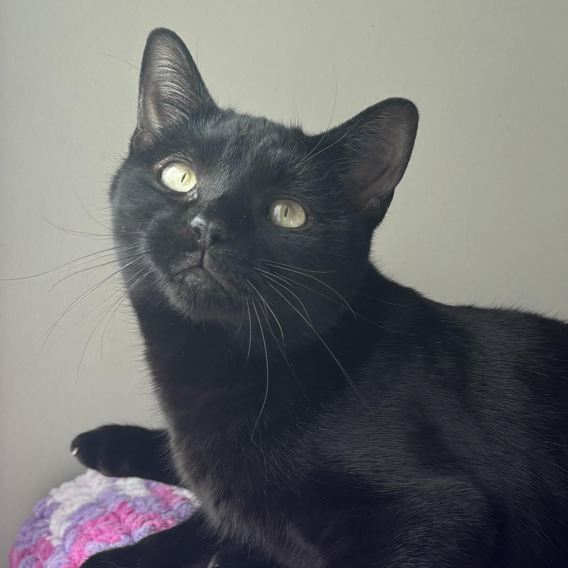 SPRINKLE, a ADOPTABLE Domestic Short Hair in Shakespeare, ON image 1/2